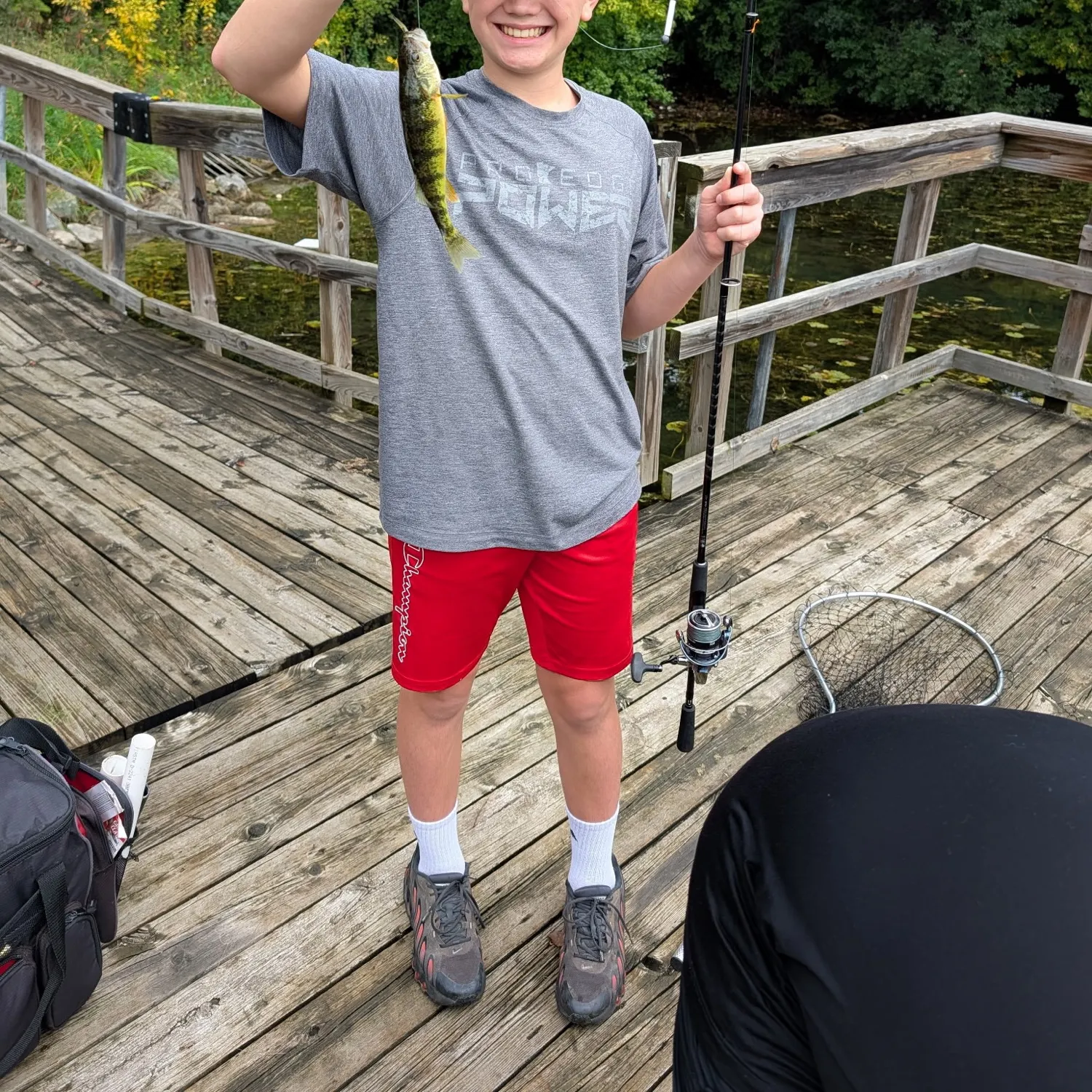 Yellow perch caught on Fishbrain
