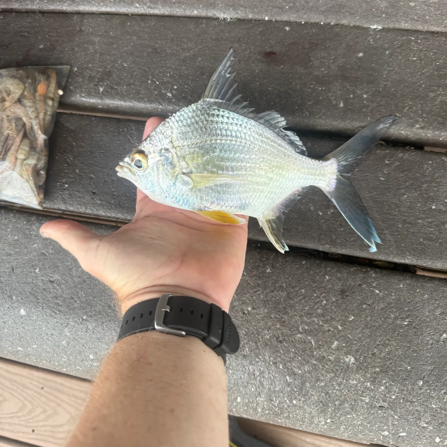 Striped mojarra caught on Fishbrain