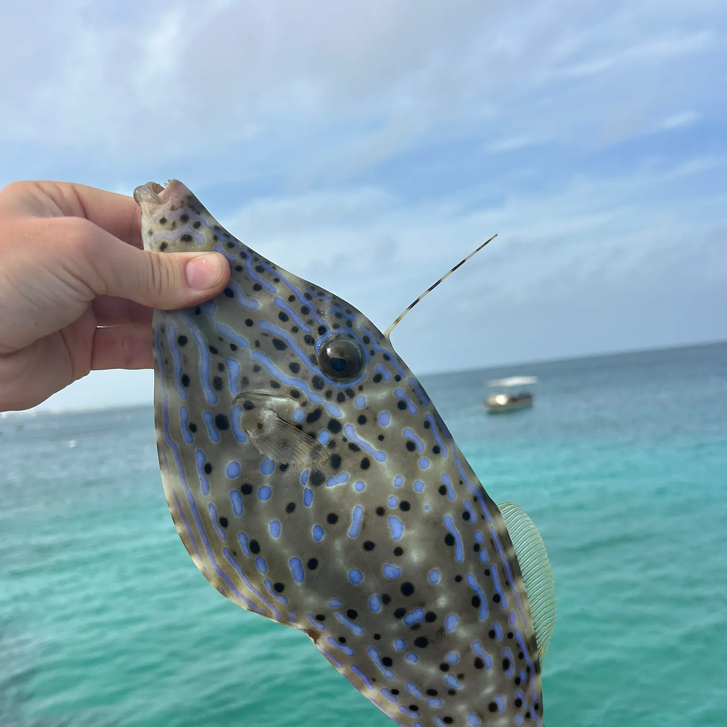 The most recent Unicorn leatherjacket filefish catches on Fishbrain