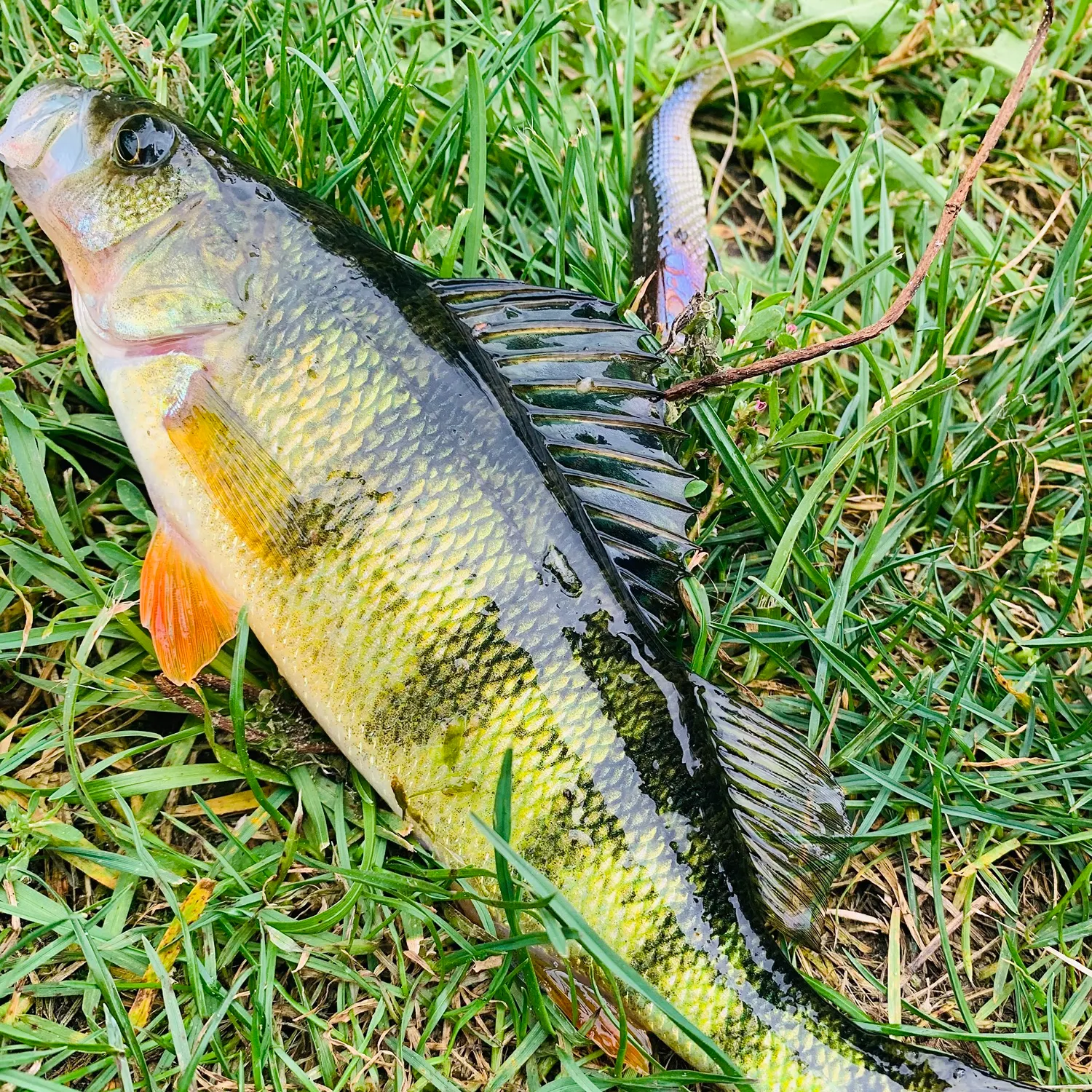 Yellow perch caught on Fishbrain