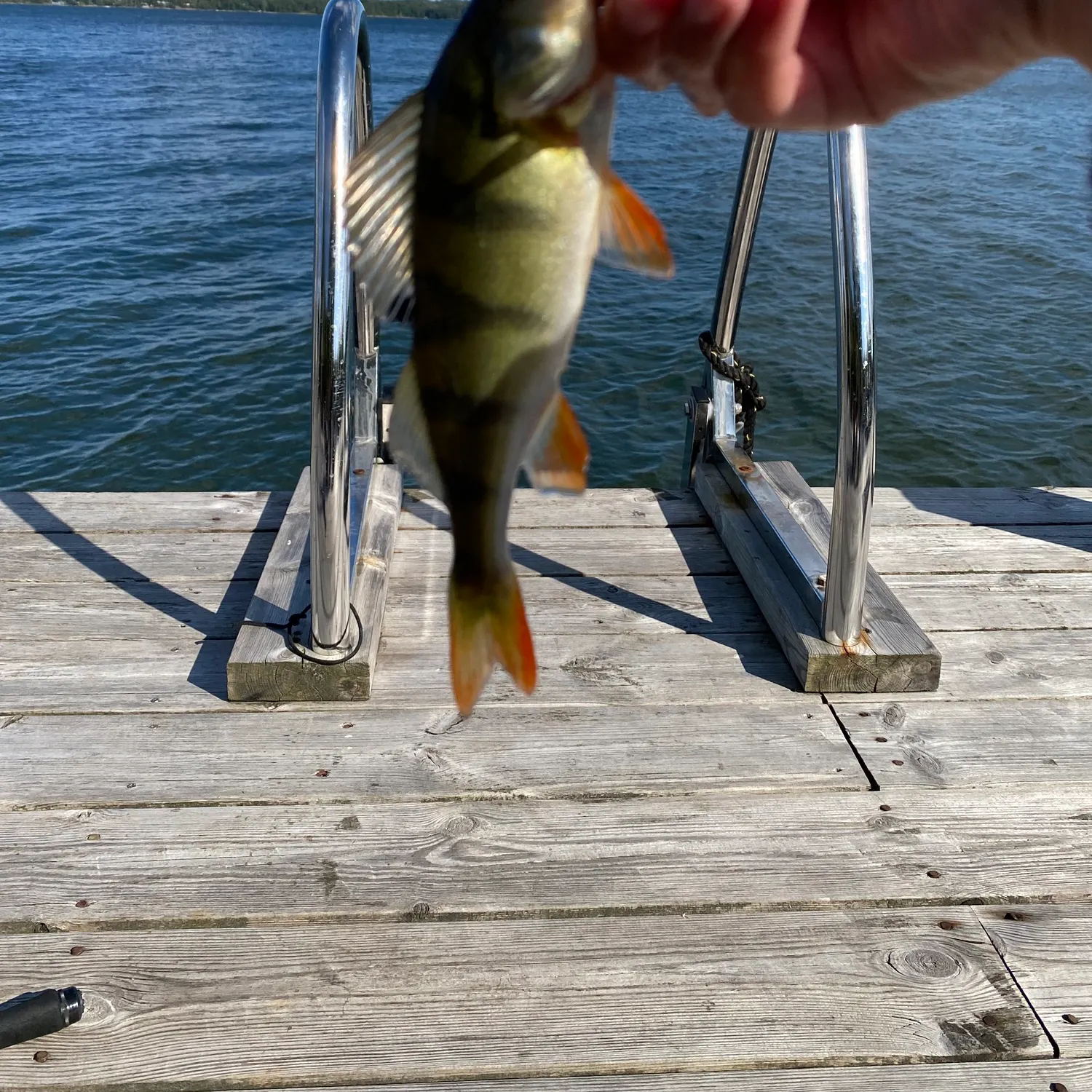 European perch caught on Fishbrain