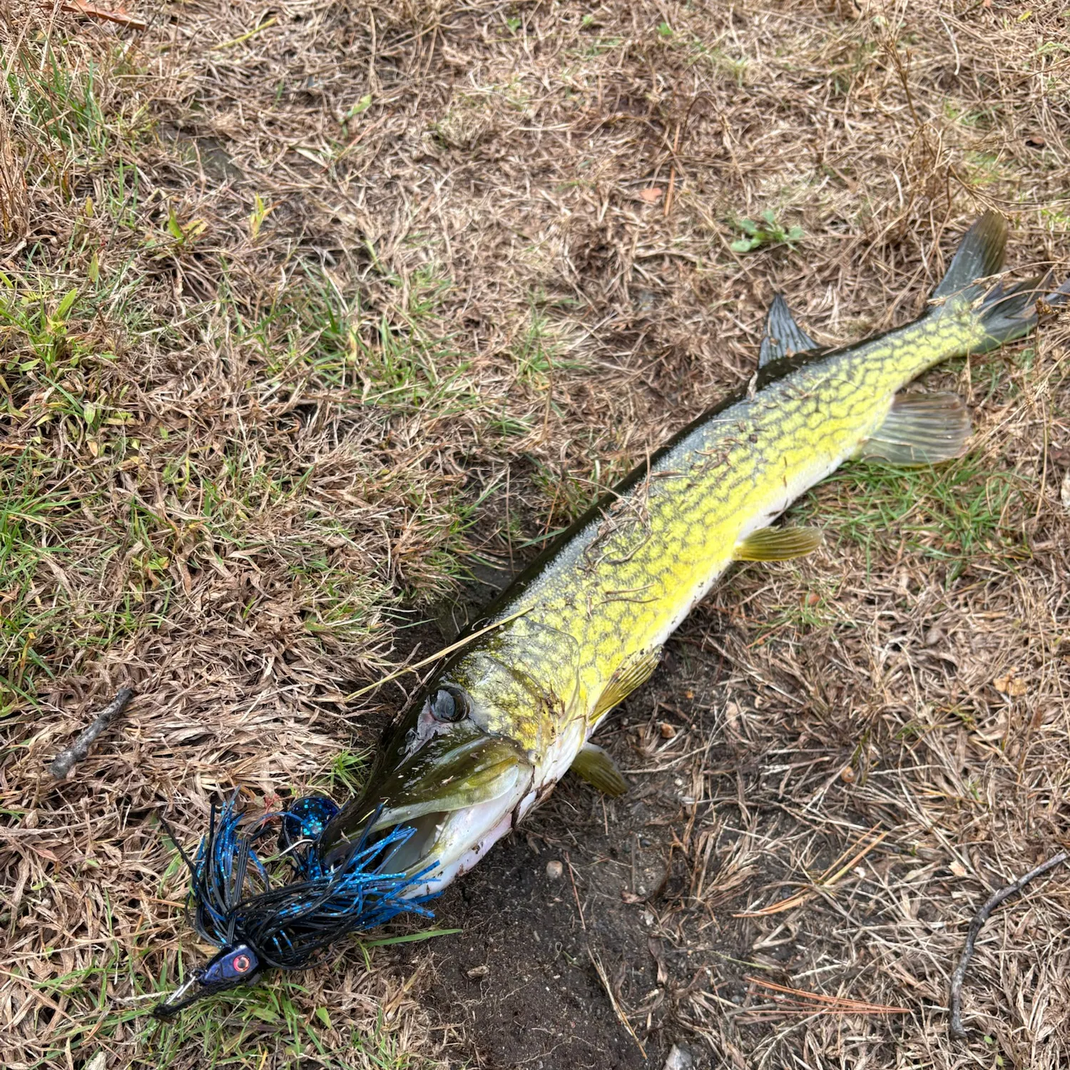 Chain pickerel caught on Fishbrain