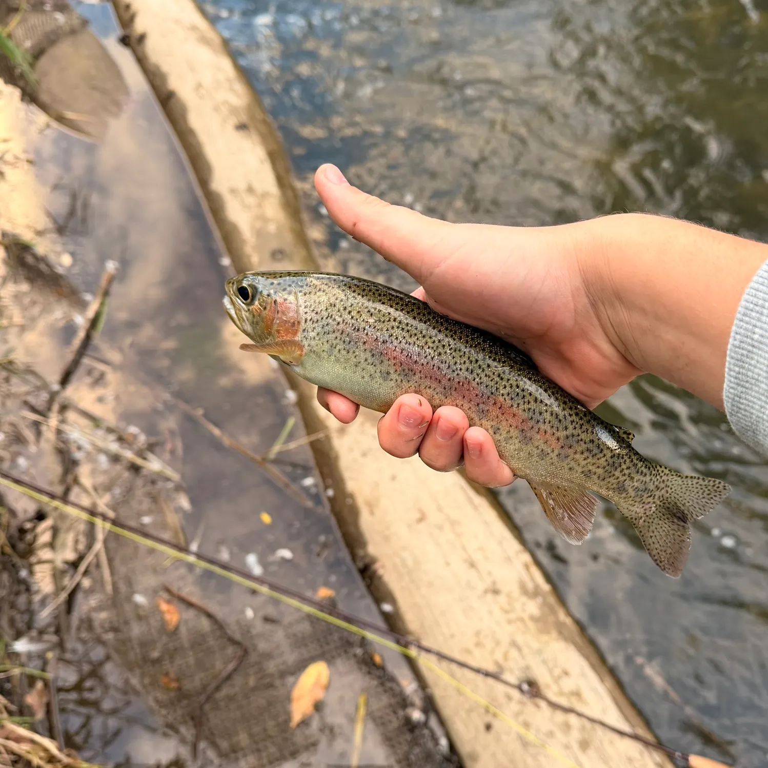 Rainbow trout caught on Fishbrain
