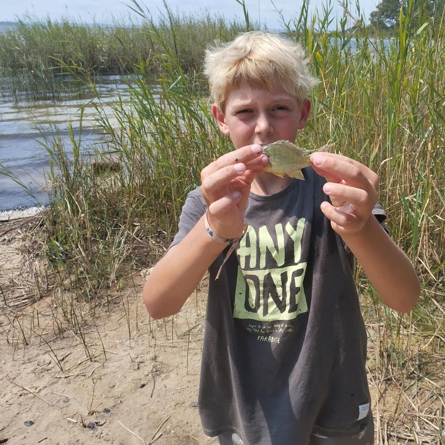Pumpkinseed caught on Fishbrain