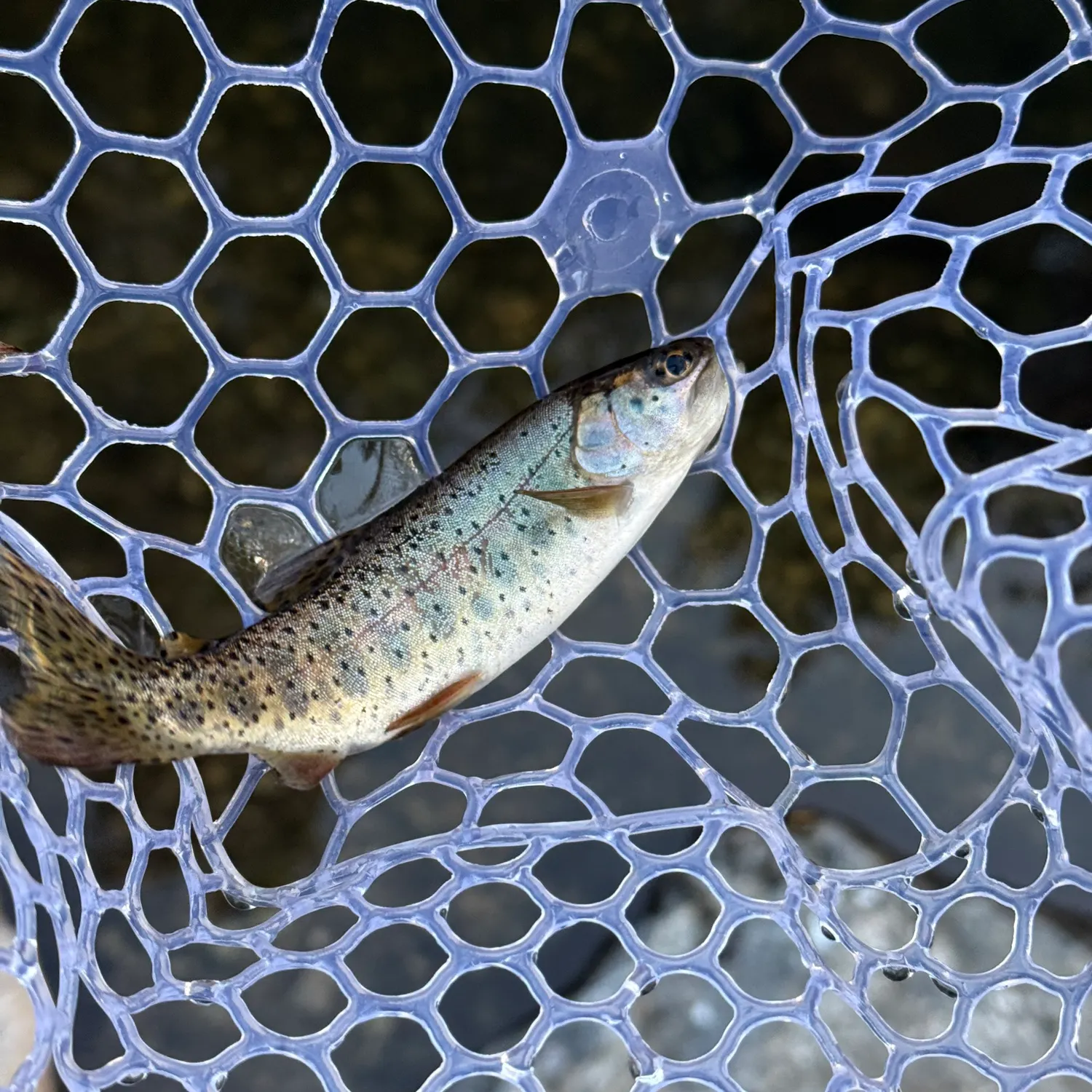 The most recent Bonneville cutthroat trout catches on Fishbrain