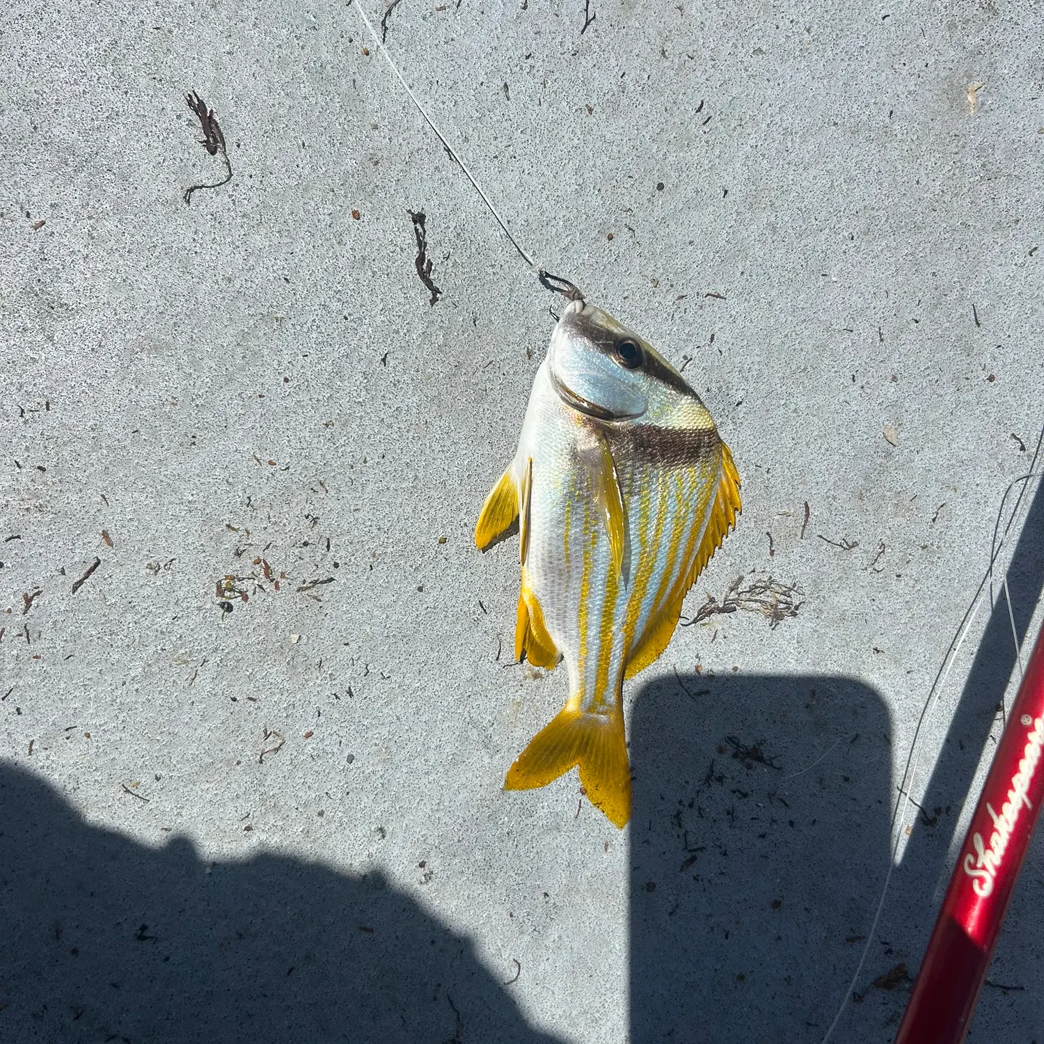 The most recent Atlantic porkfish catches on Fishbrain