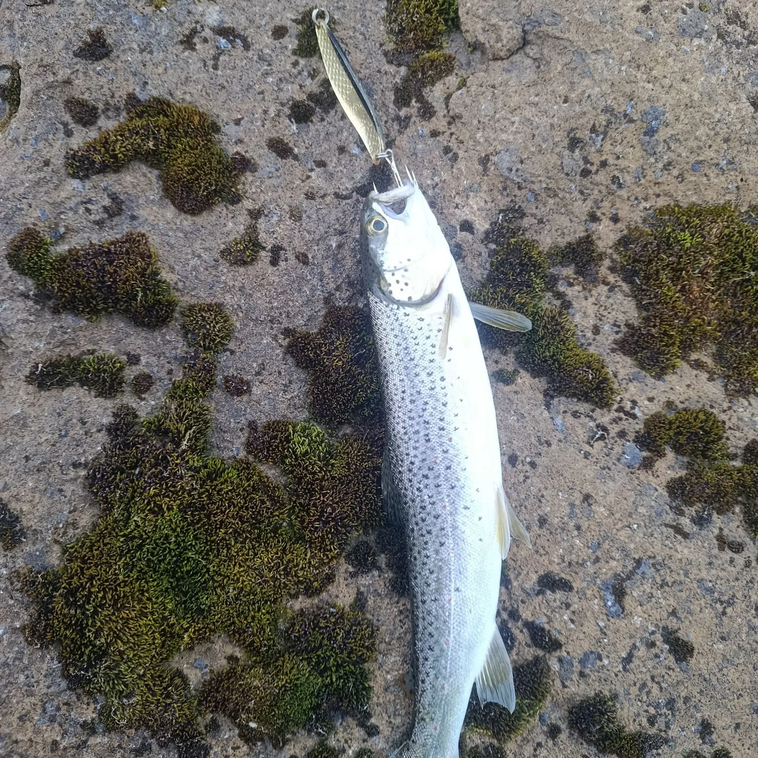 Brown trout caught on Fishbrain