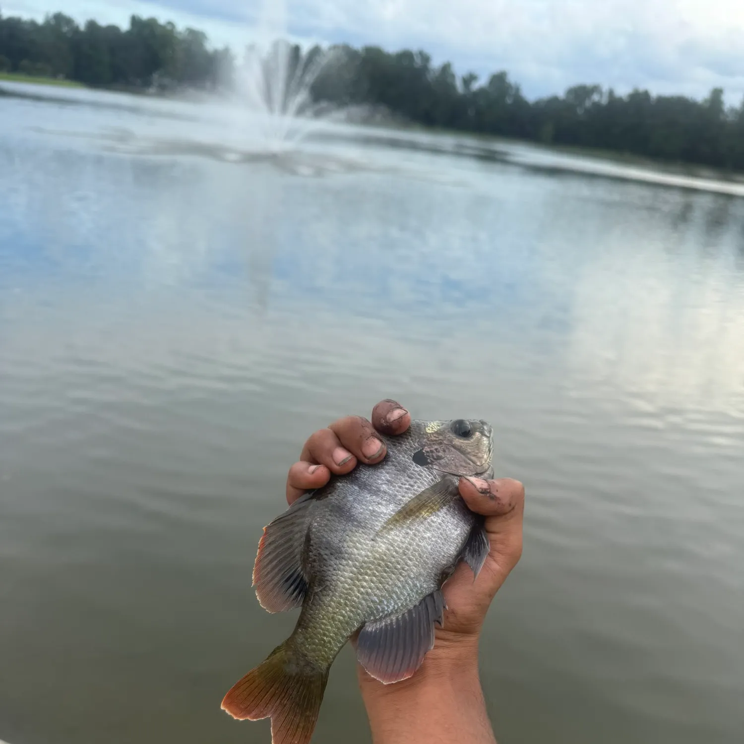 Bluegill caught on Fishbrain