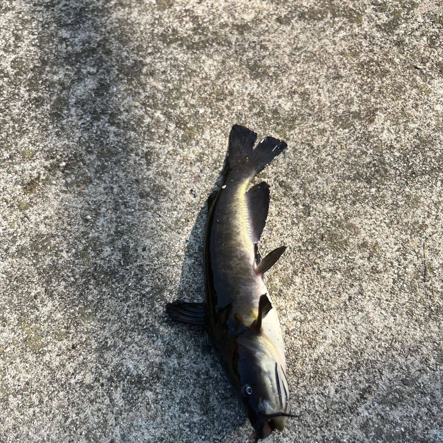 Black bullhead caught on Fishbrain