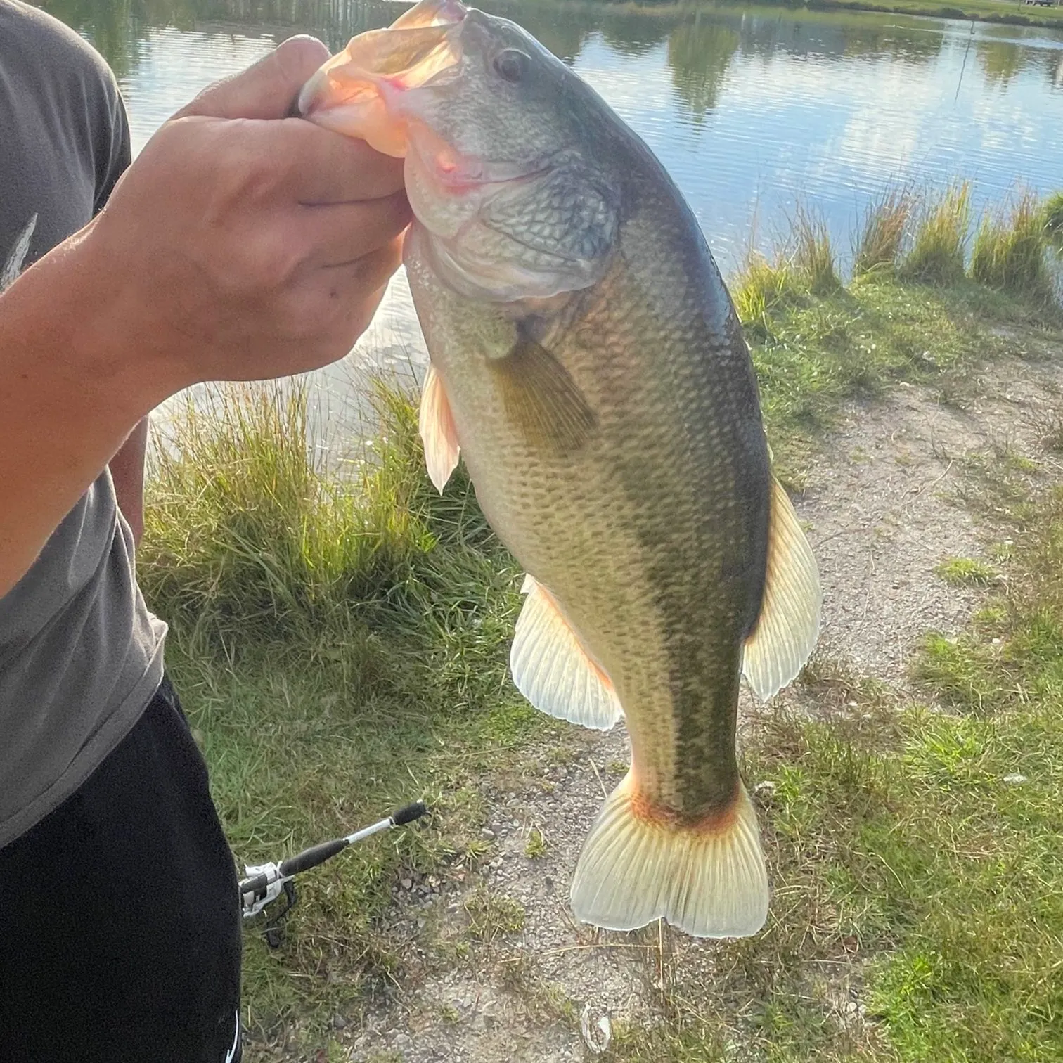 Largemouth bass caught on Fishbrain