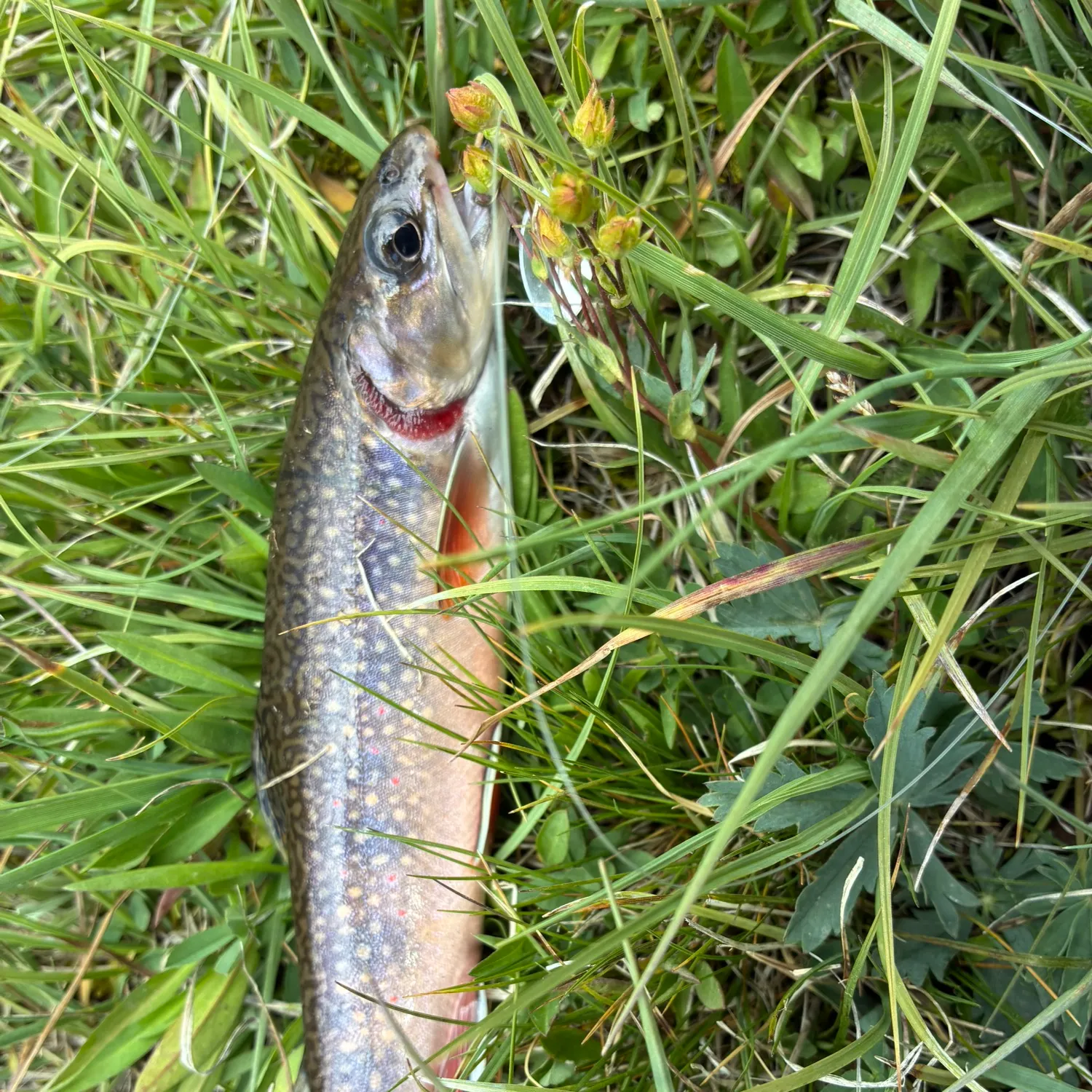 Brook trout caught on Fishbrain