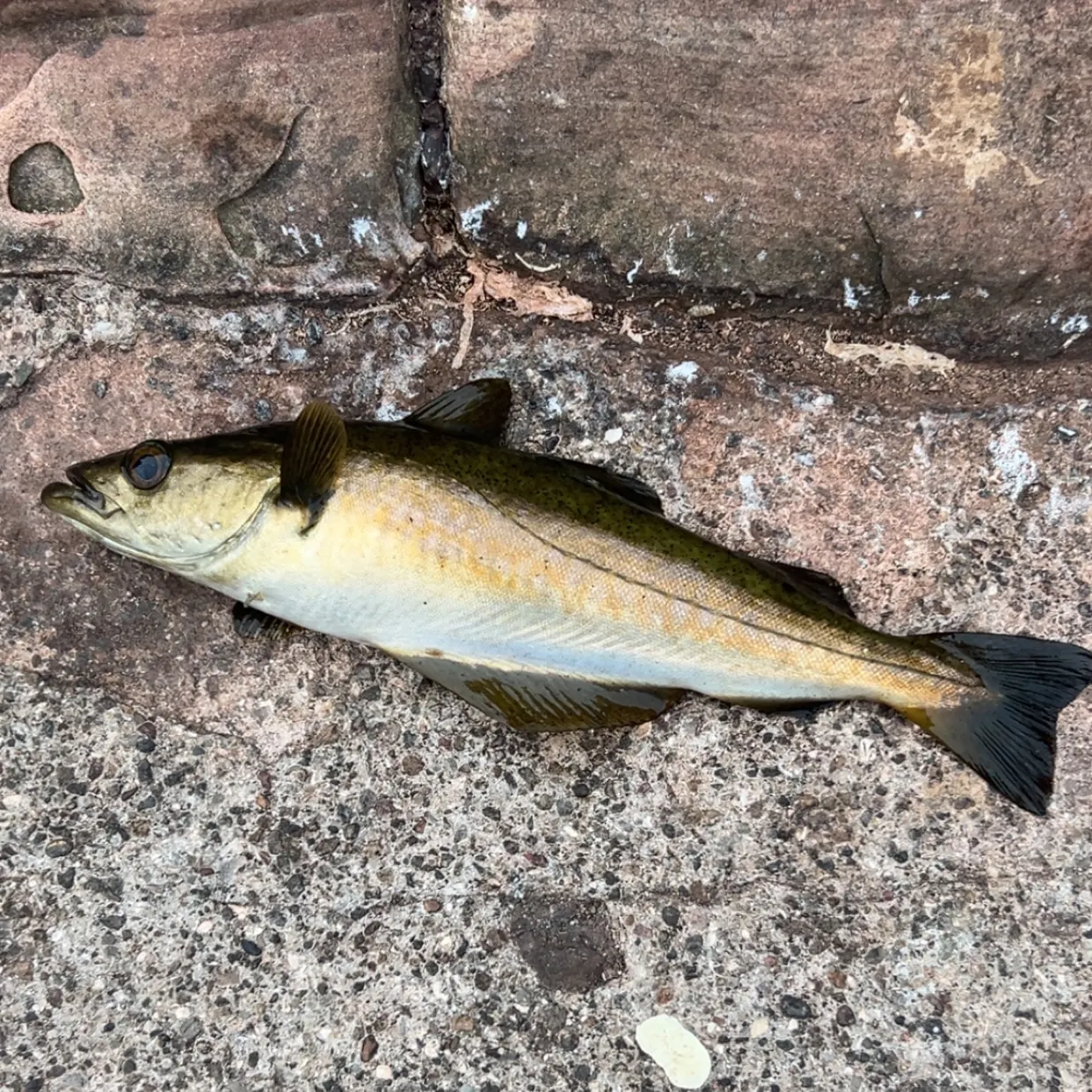 Pollack caught on Fishbrain