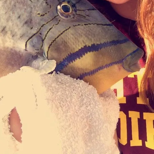 The most recent Black triggerfish catches on Fishbrain