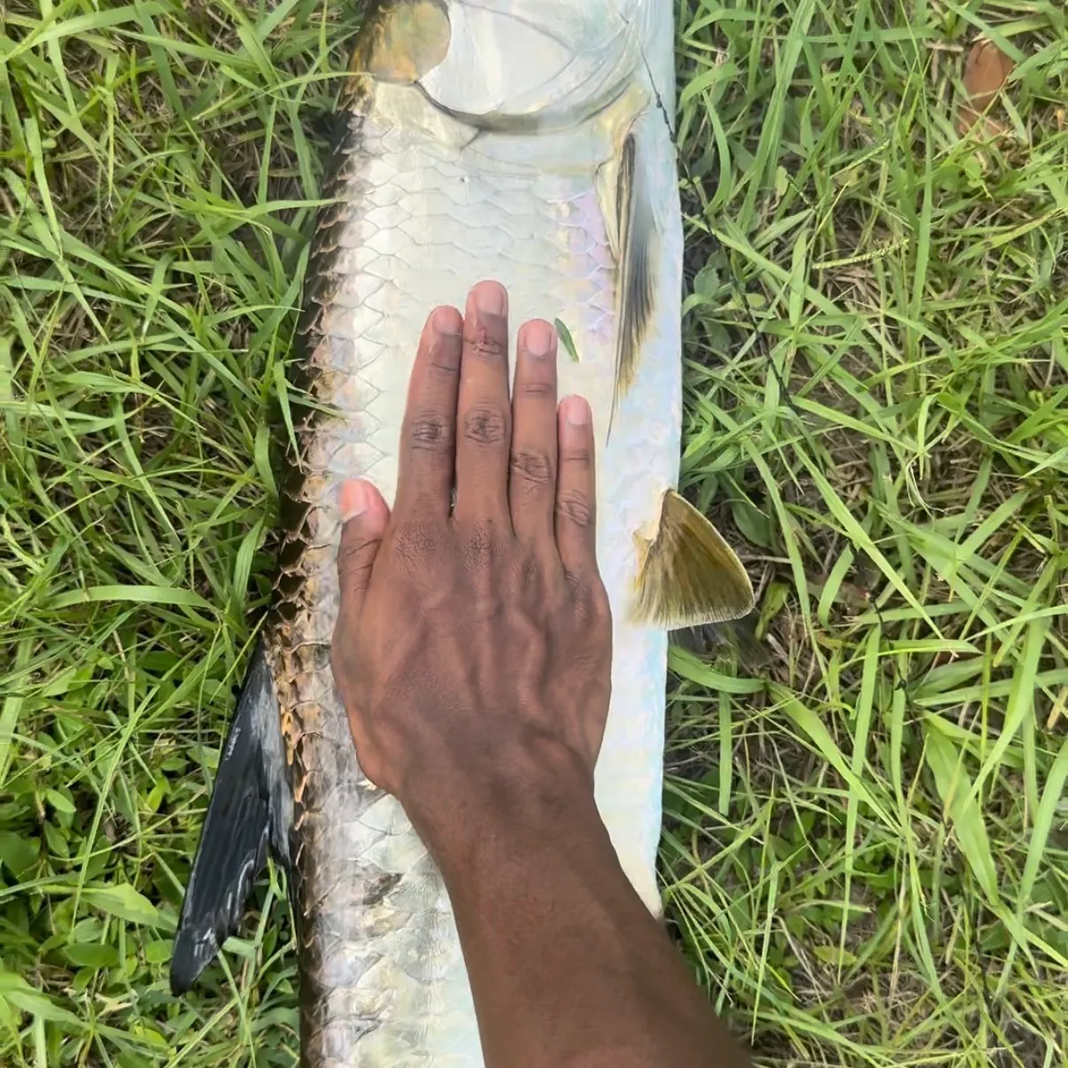Tarpon caught on Fishbrain