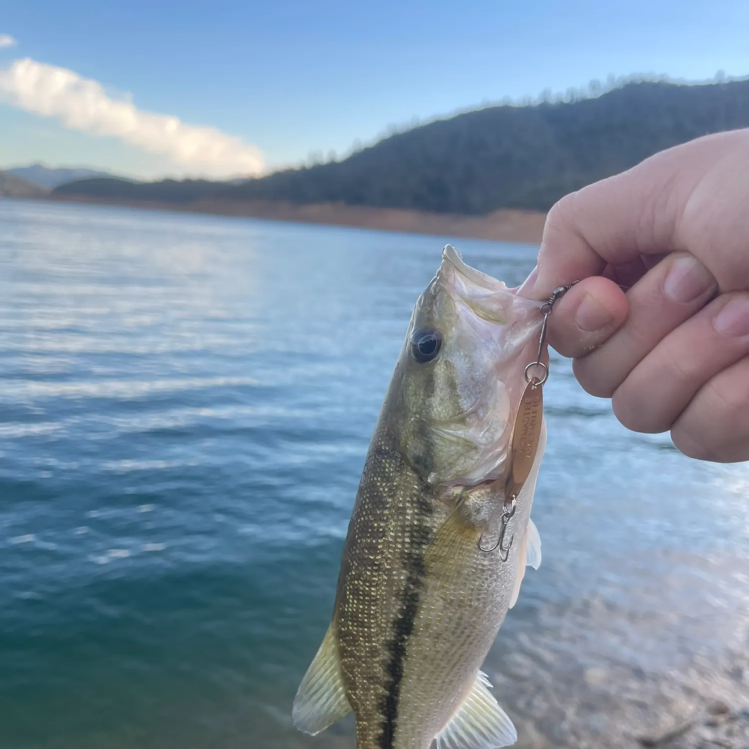 Spotted bass caught on Fishbrain