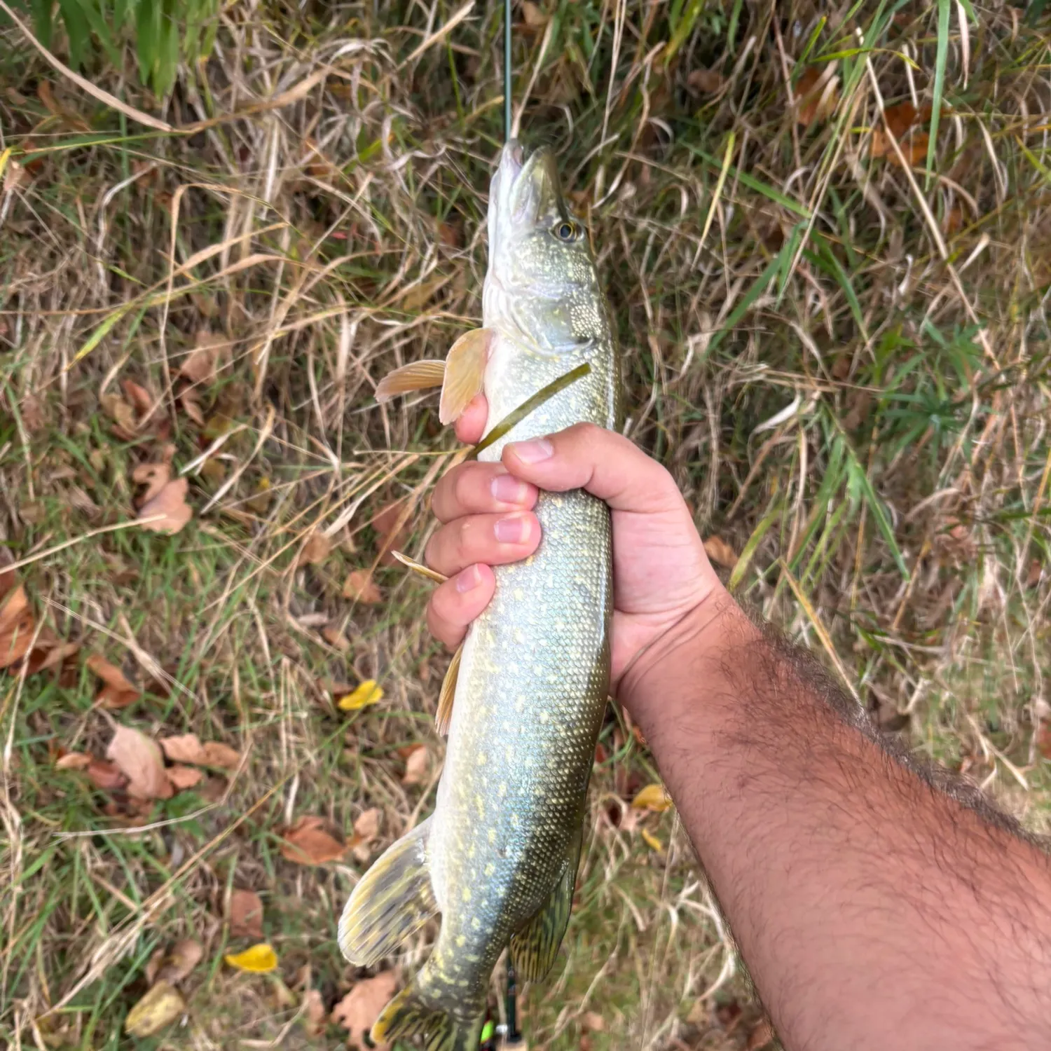 Northern pike caught on Fishbrain