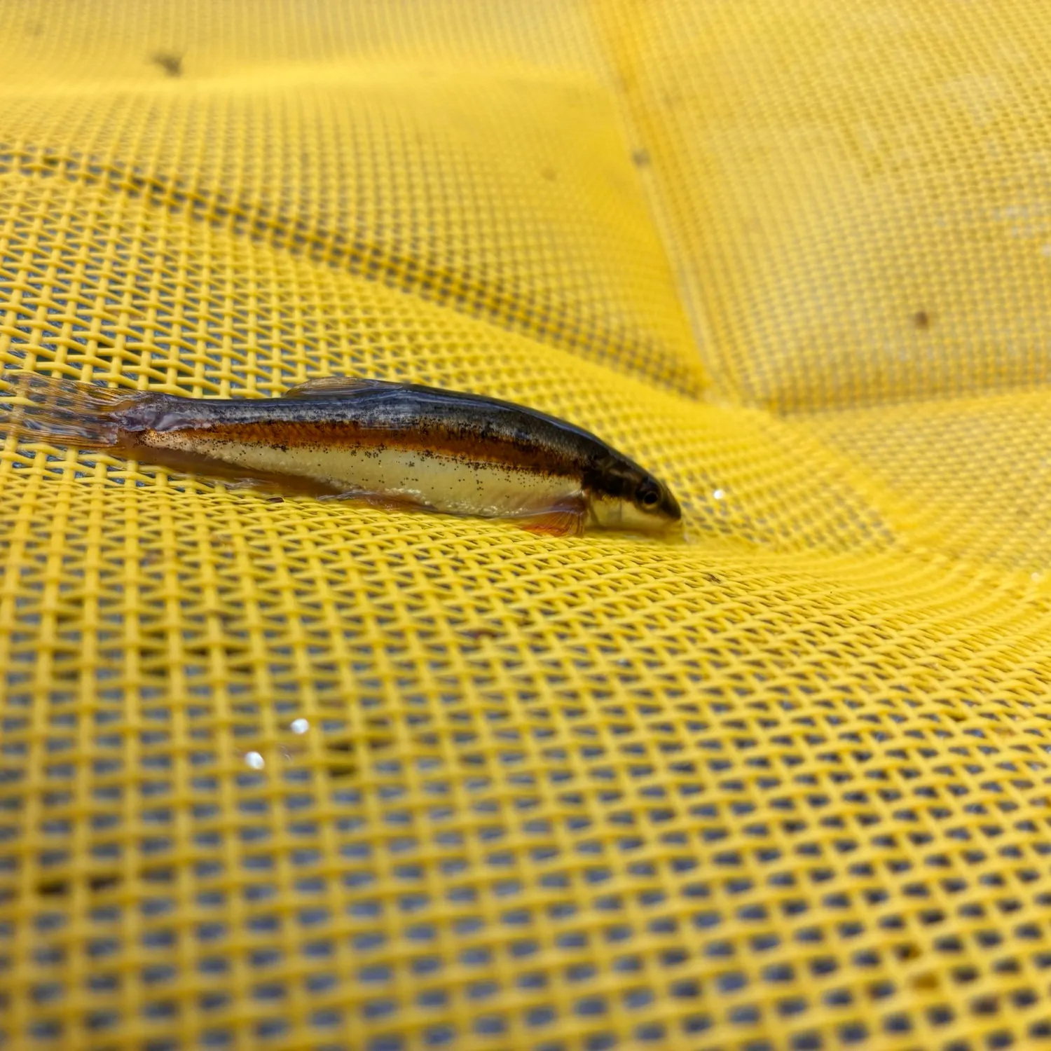 The most recent Eastern blacknose dace catches on Fishbrain