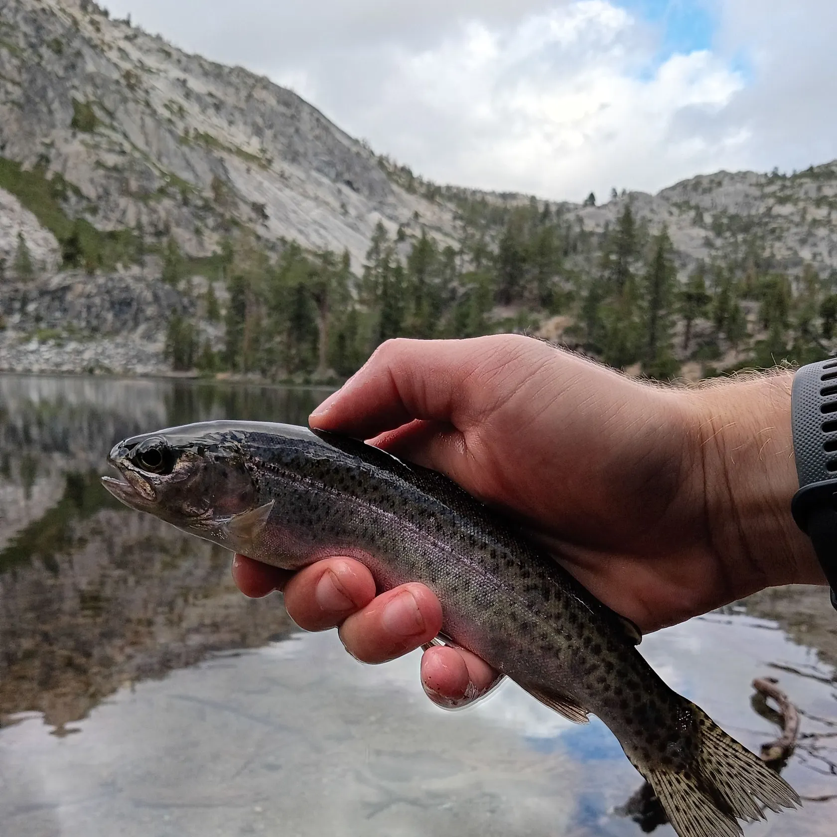 Rainbow trout caught on Fishbrain
