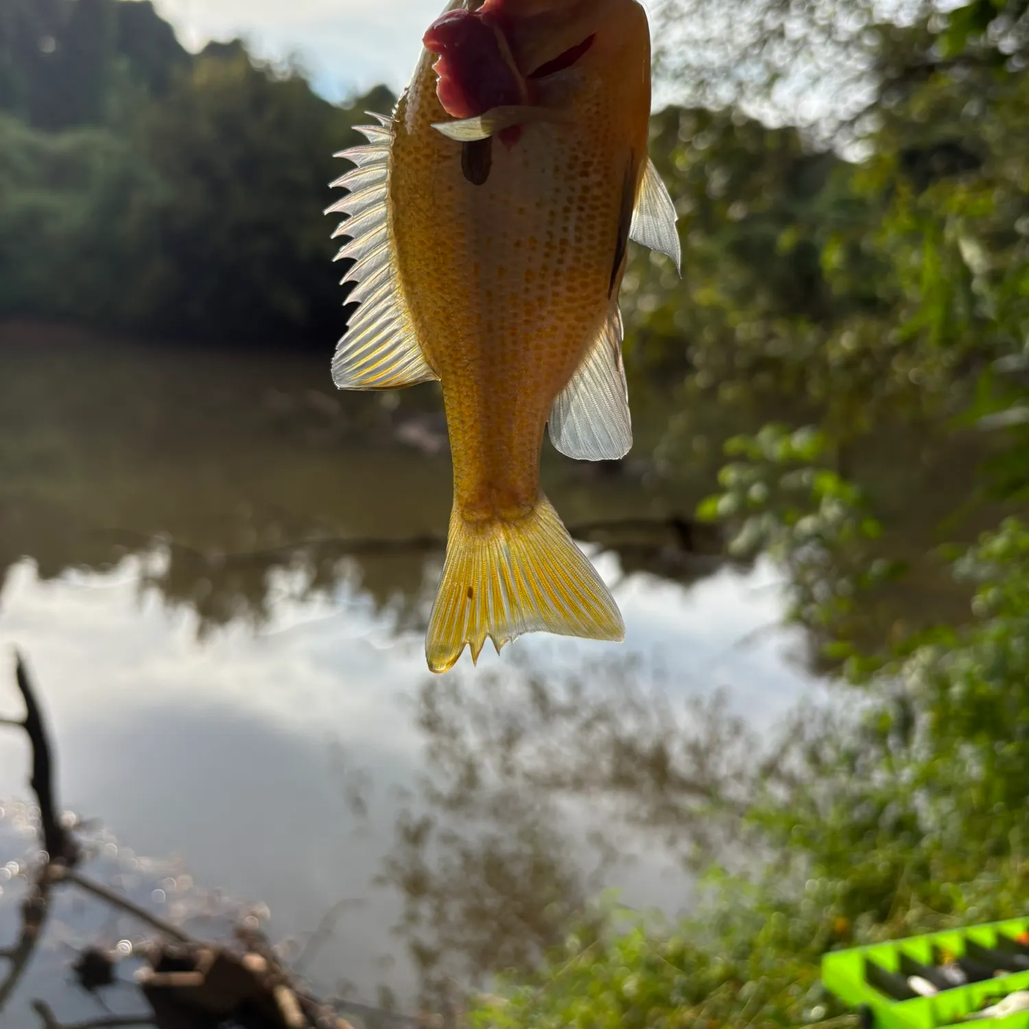 Bluegill caught on Fishbrain