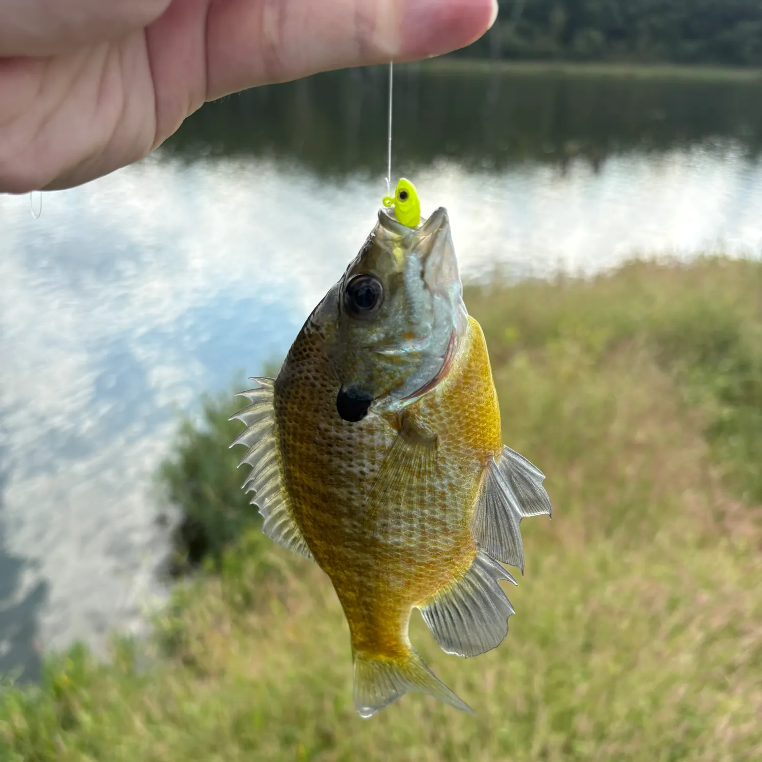 Bluegill caught on Fishbrain