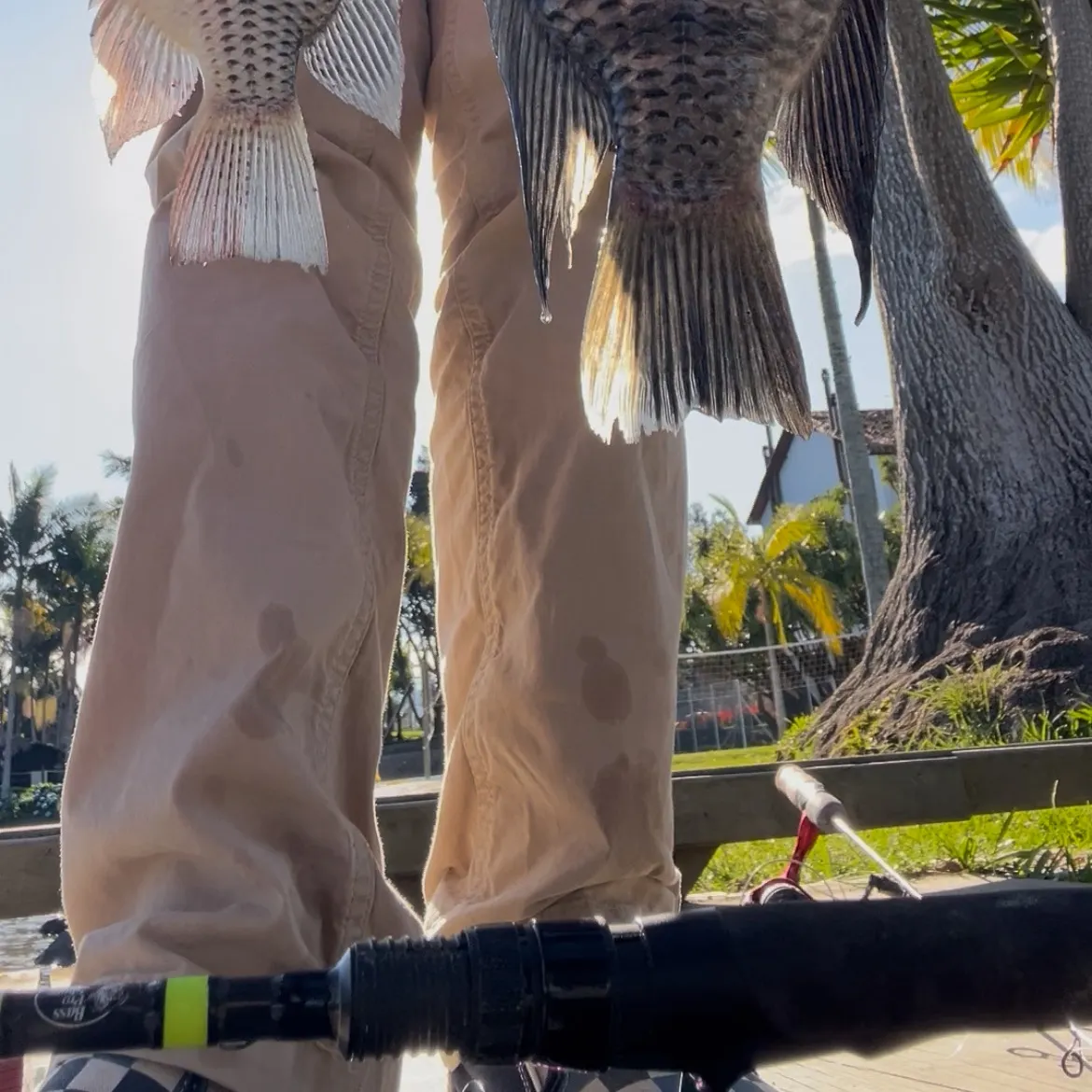 The most recent Redbreast tilapia catches on Fishbrain