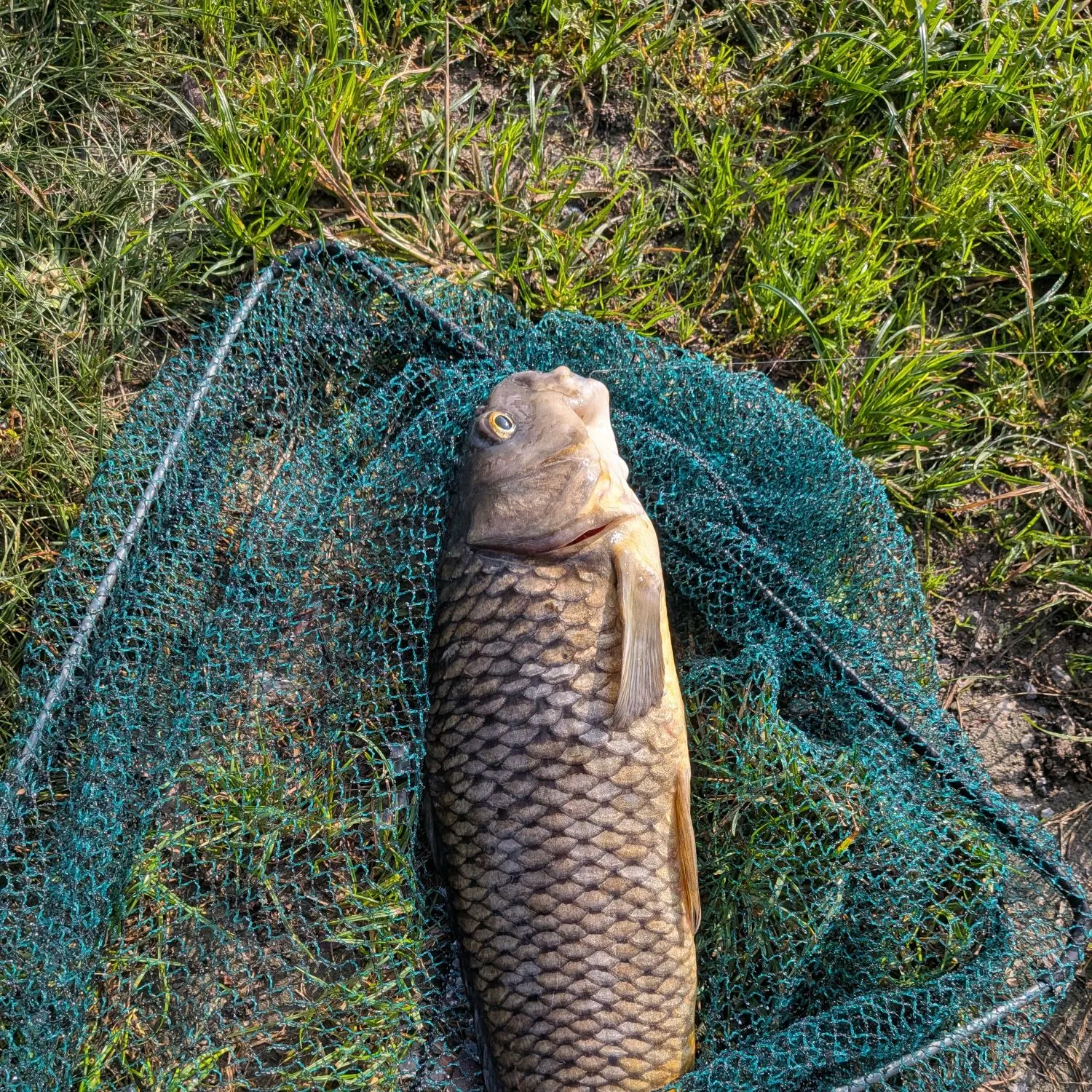 Common carp caught on Fishbrain