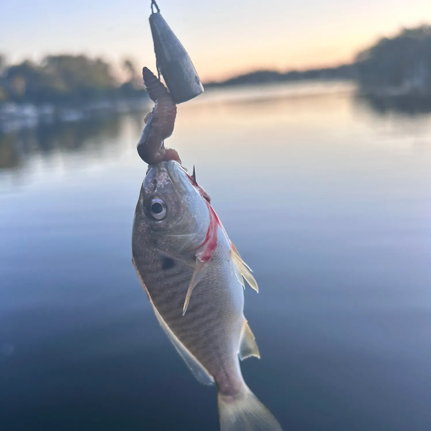 The most recent Bluestripe herring catches on Fishbrain