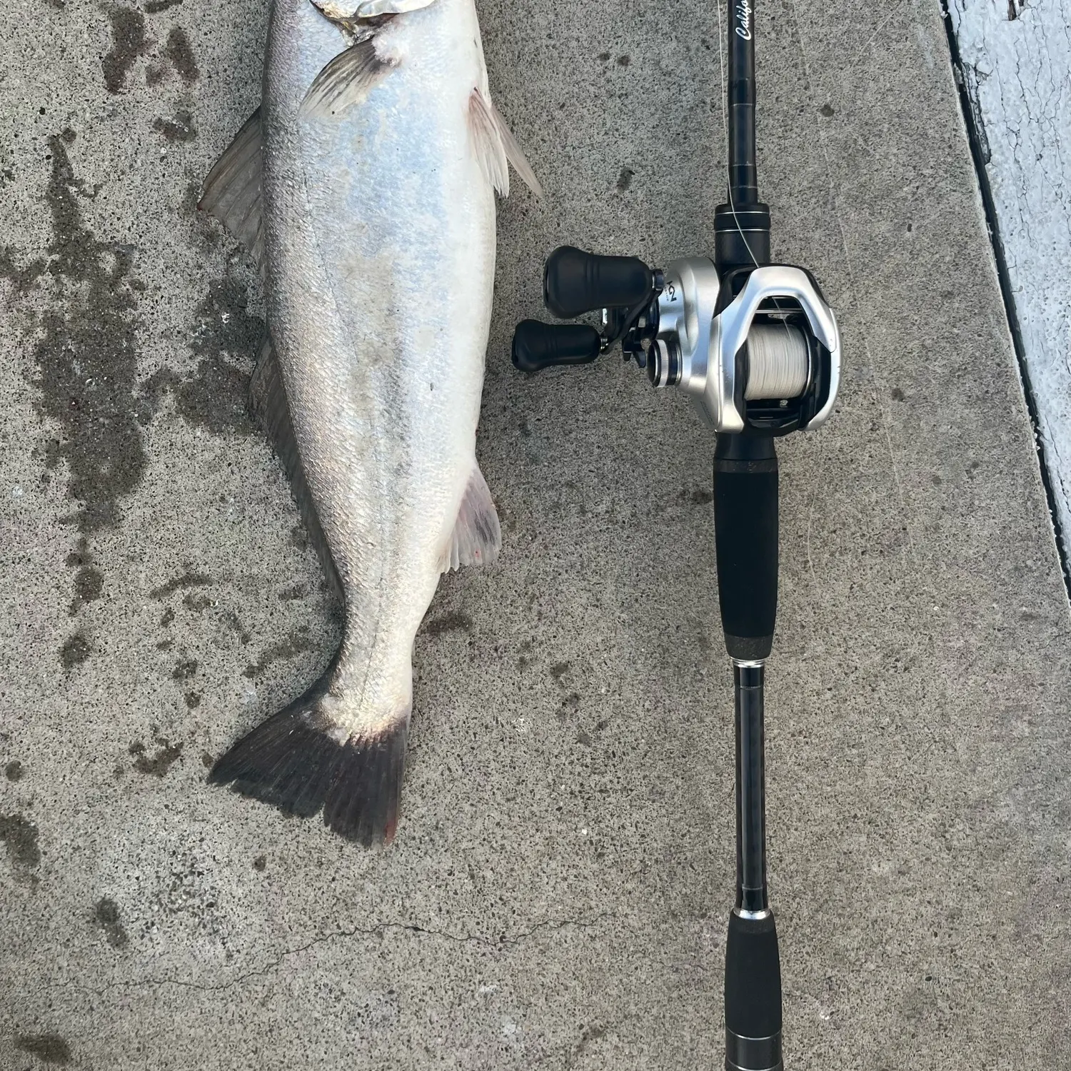 The most recent Stolzmann's weakfish catches on Fishbrain