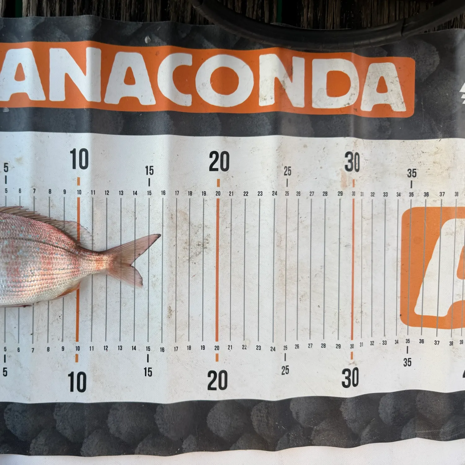 The most recent Australasian snapper catches on Fishbrain