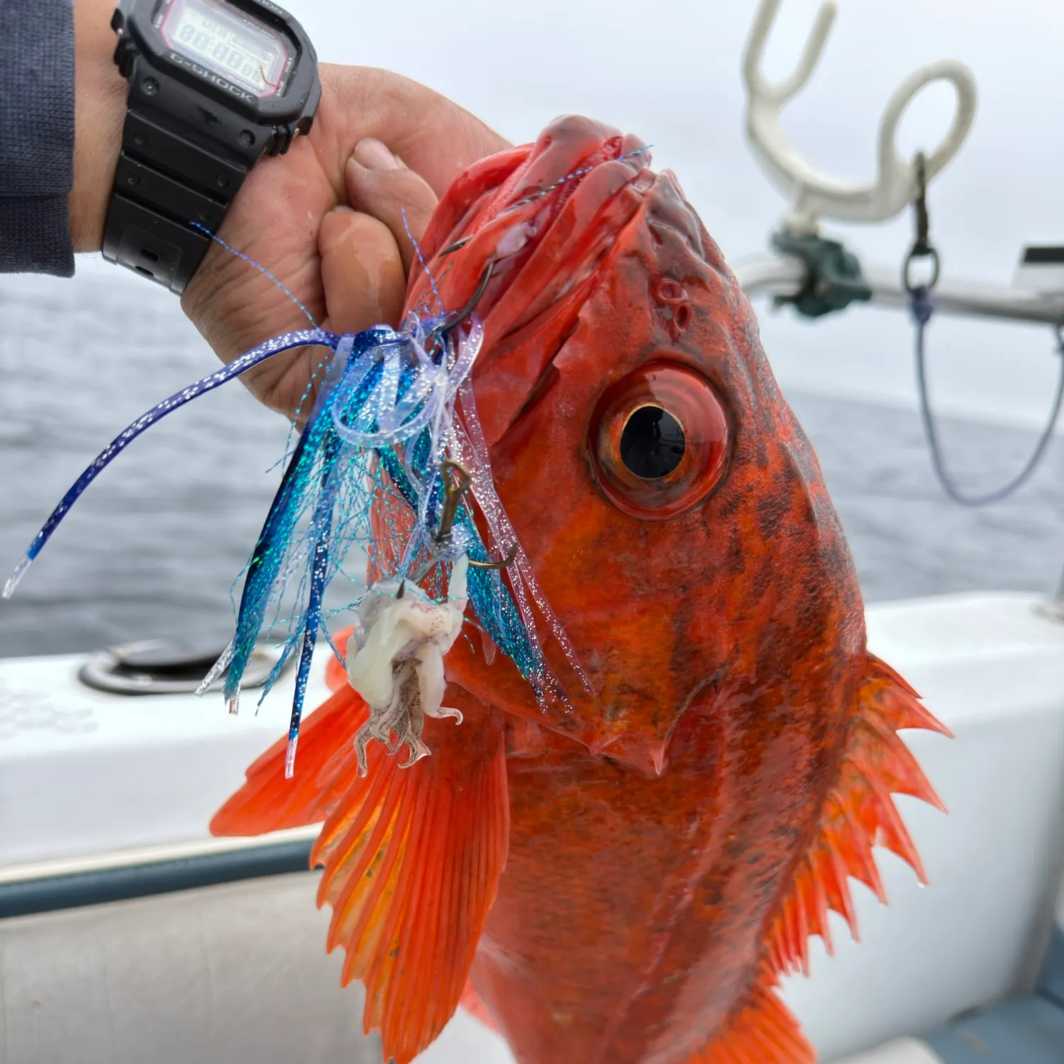 Vermilion rockfish caught on Fishbrain
