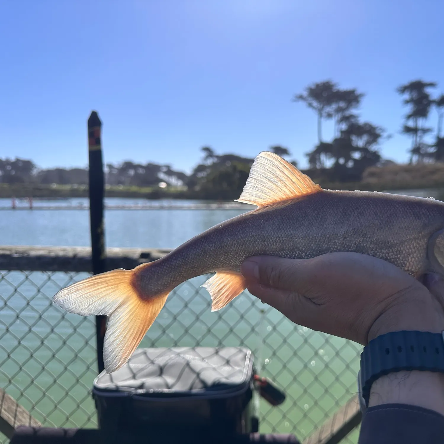 The most recent Sacramento blackfish catches on Fishbrain
