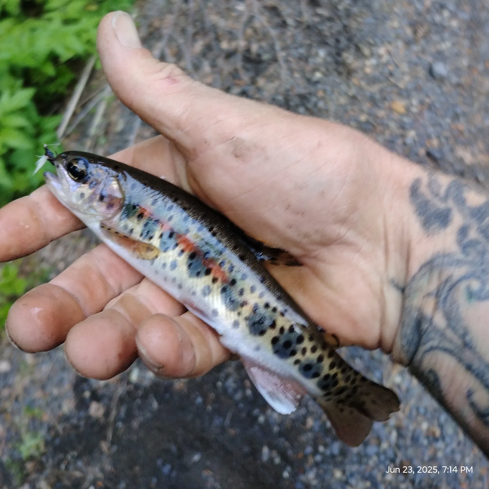 recently logged catches