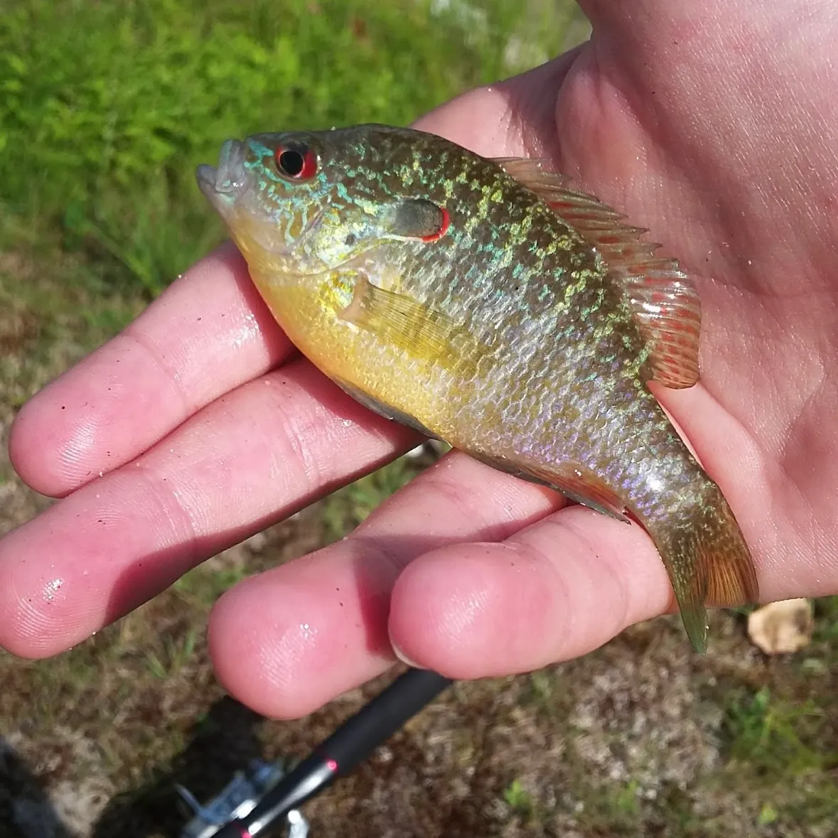 The most recent Northern sunfish catches on Fishbrain