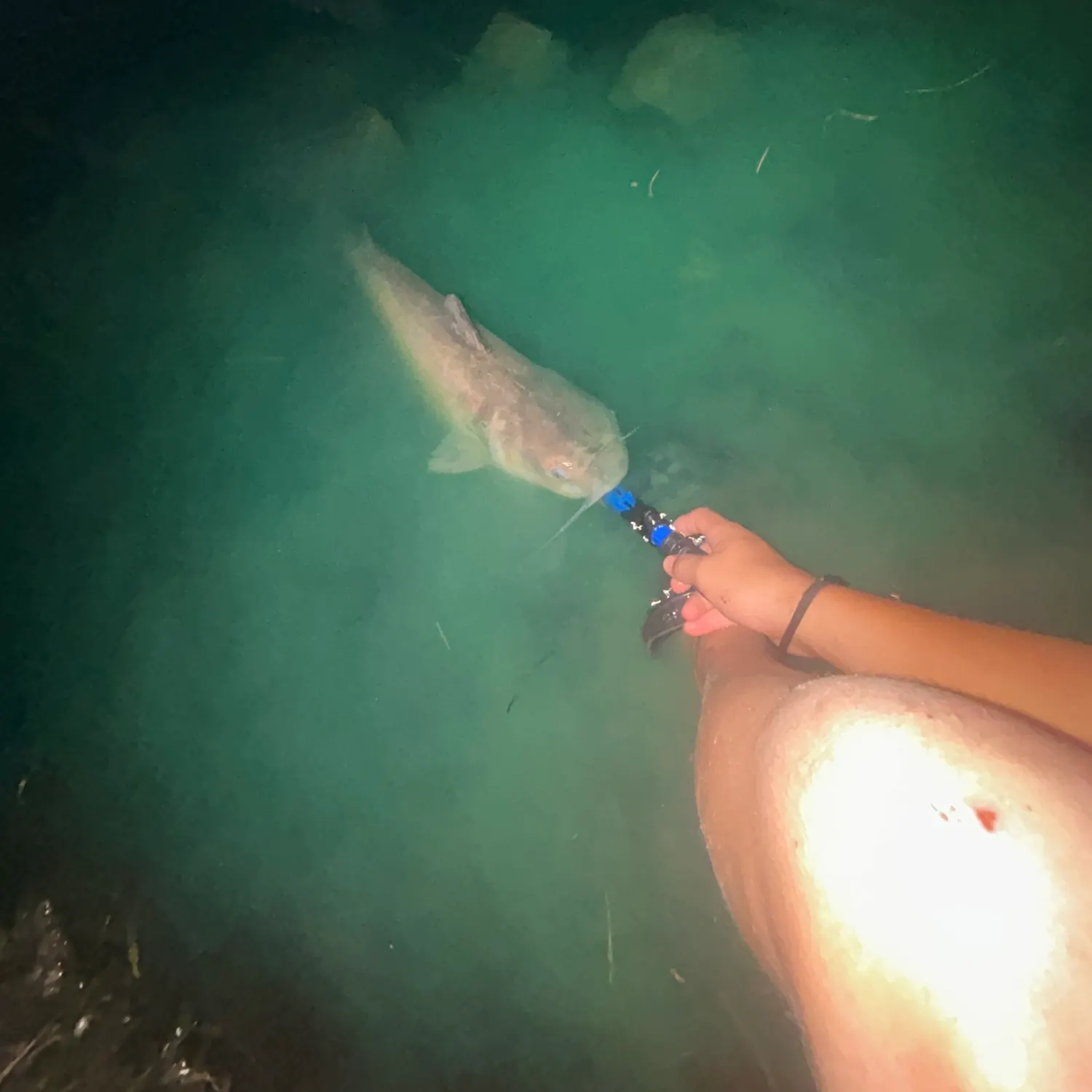 Channel catfish caught on Fishbrain