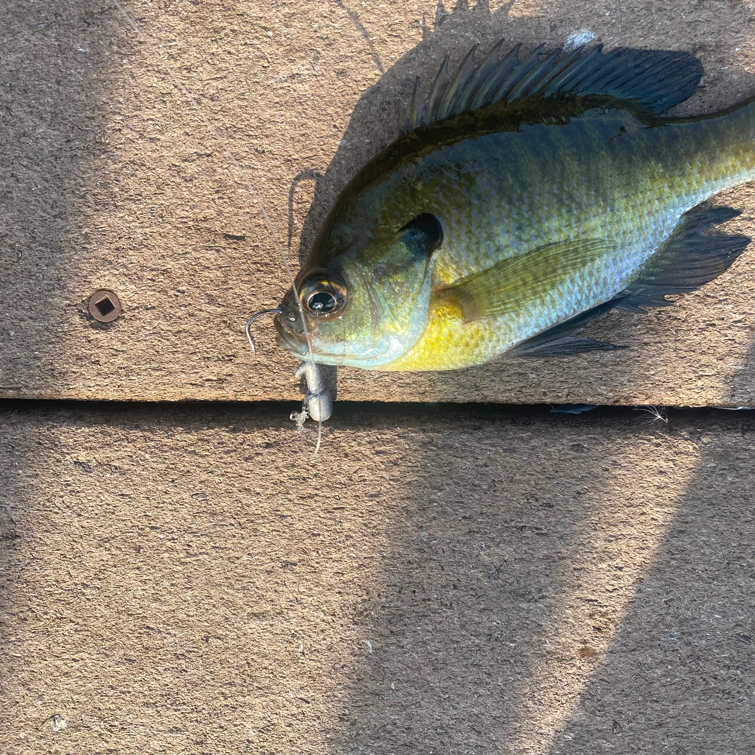 Bluegill caught on Fishbrain