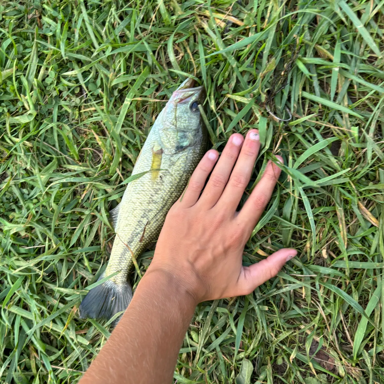 Fish caught on Fishbrain