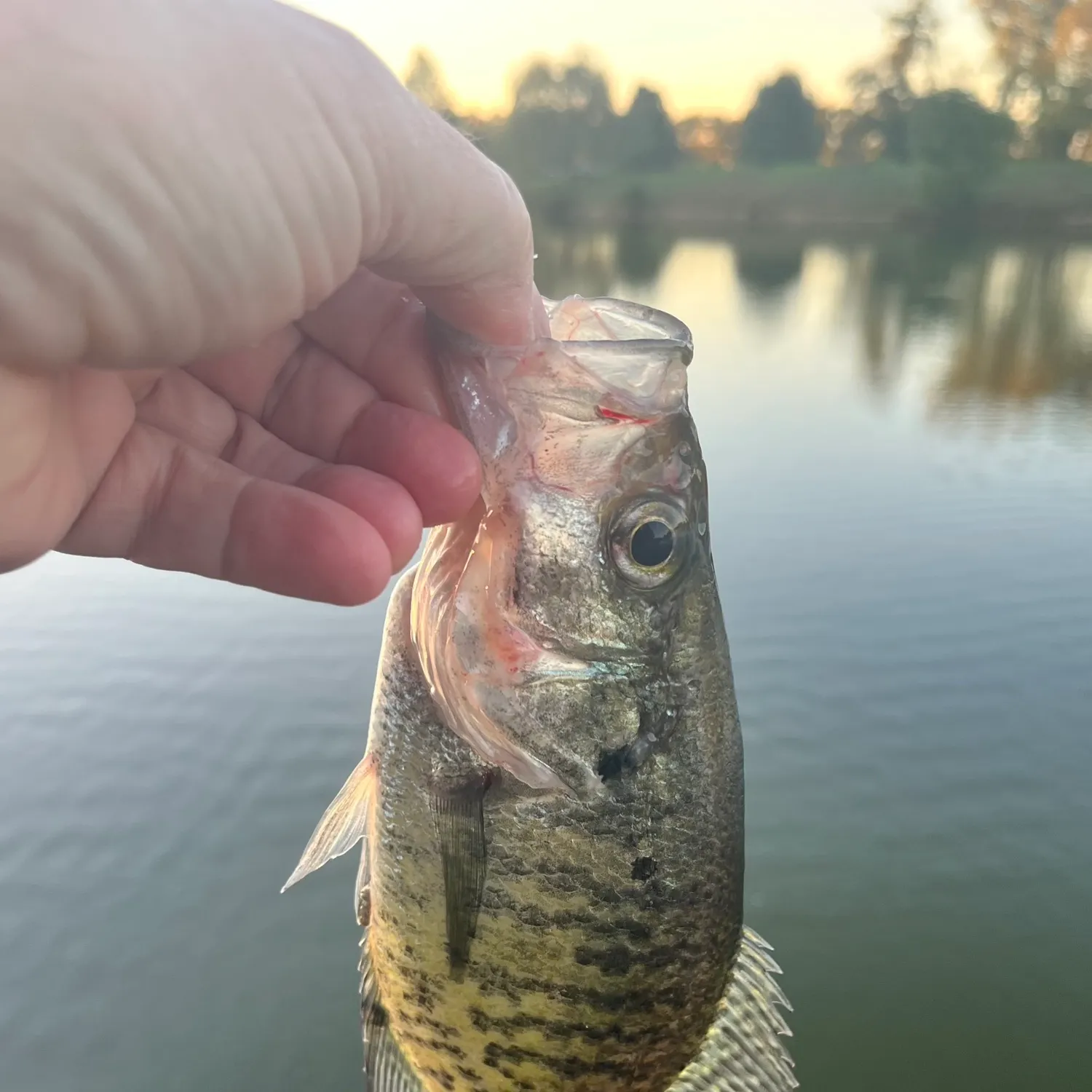 White crappie caught on Fishbrain