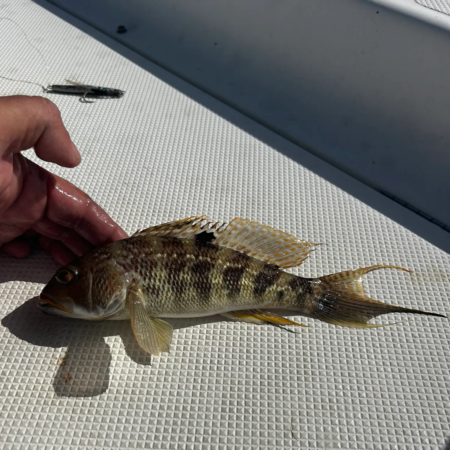 The most recent Bank sea bass catches on Fishbrain