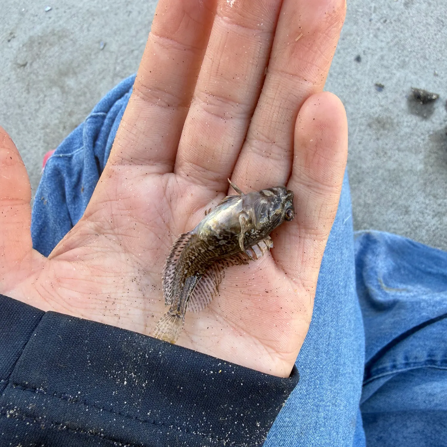 The most recent Tidewater goby catches on Fishbrain