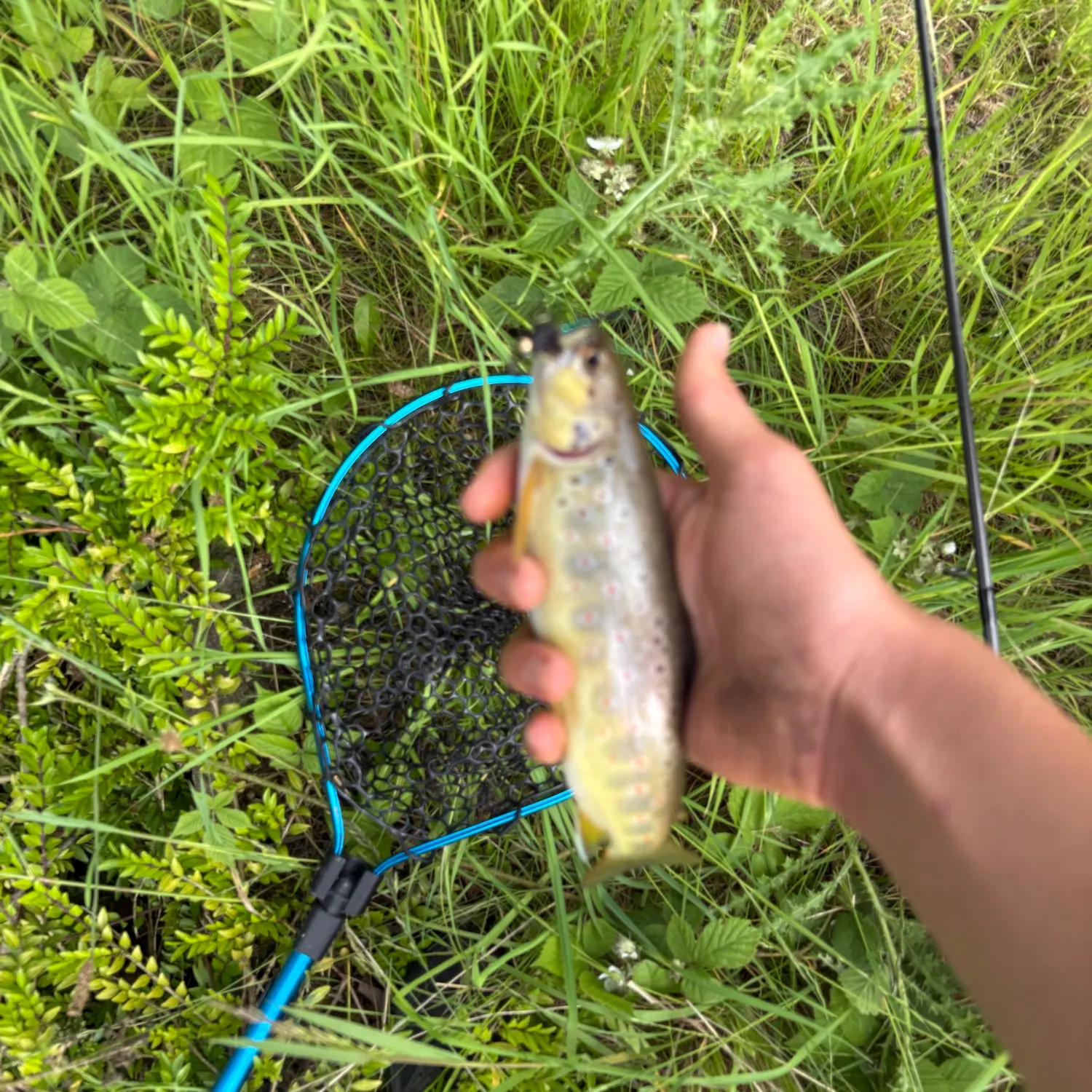 Brown trout caught on Fishbrain