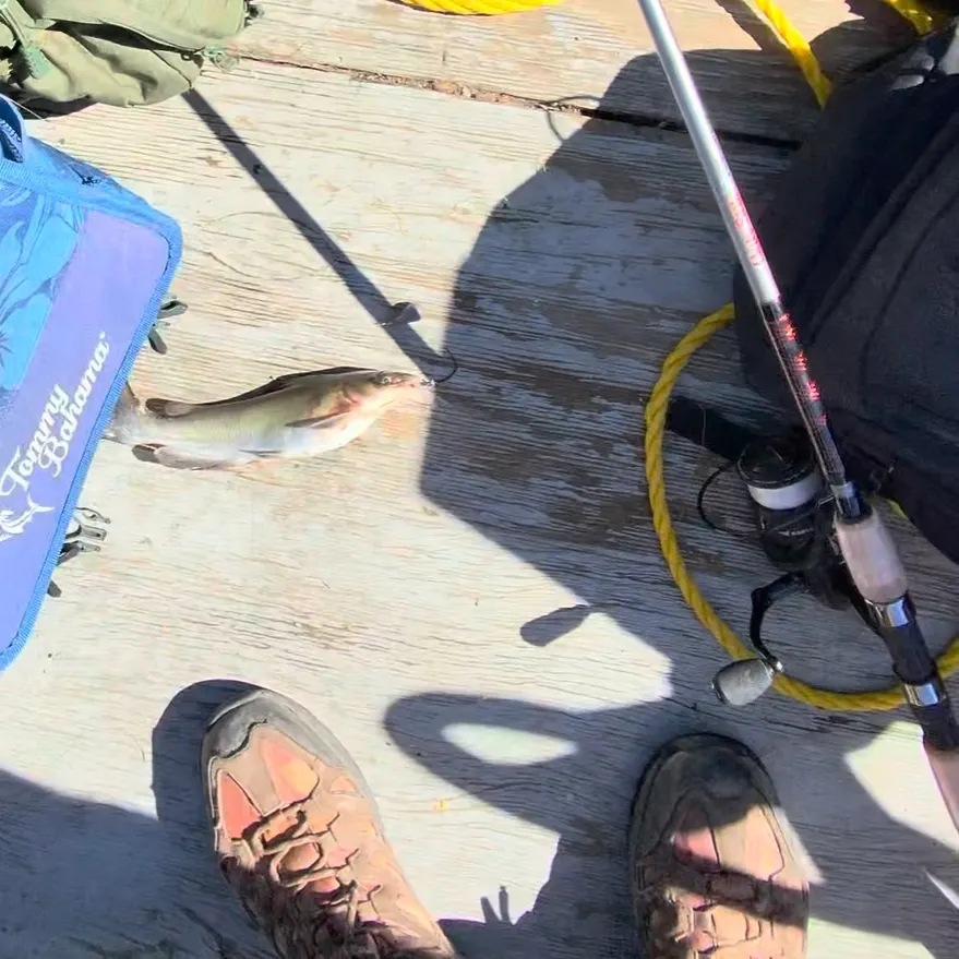 Channel catfish caught on Fishbrain