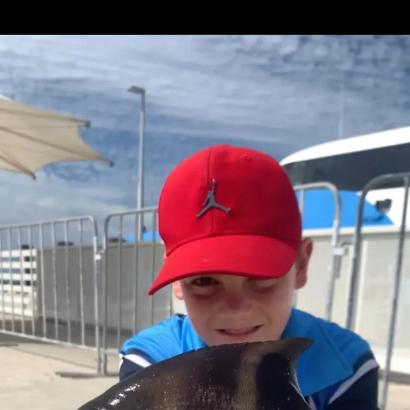 The most recent Banded sweep catches on Fishbrain
