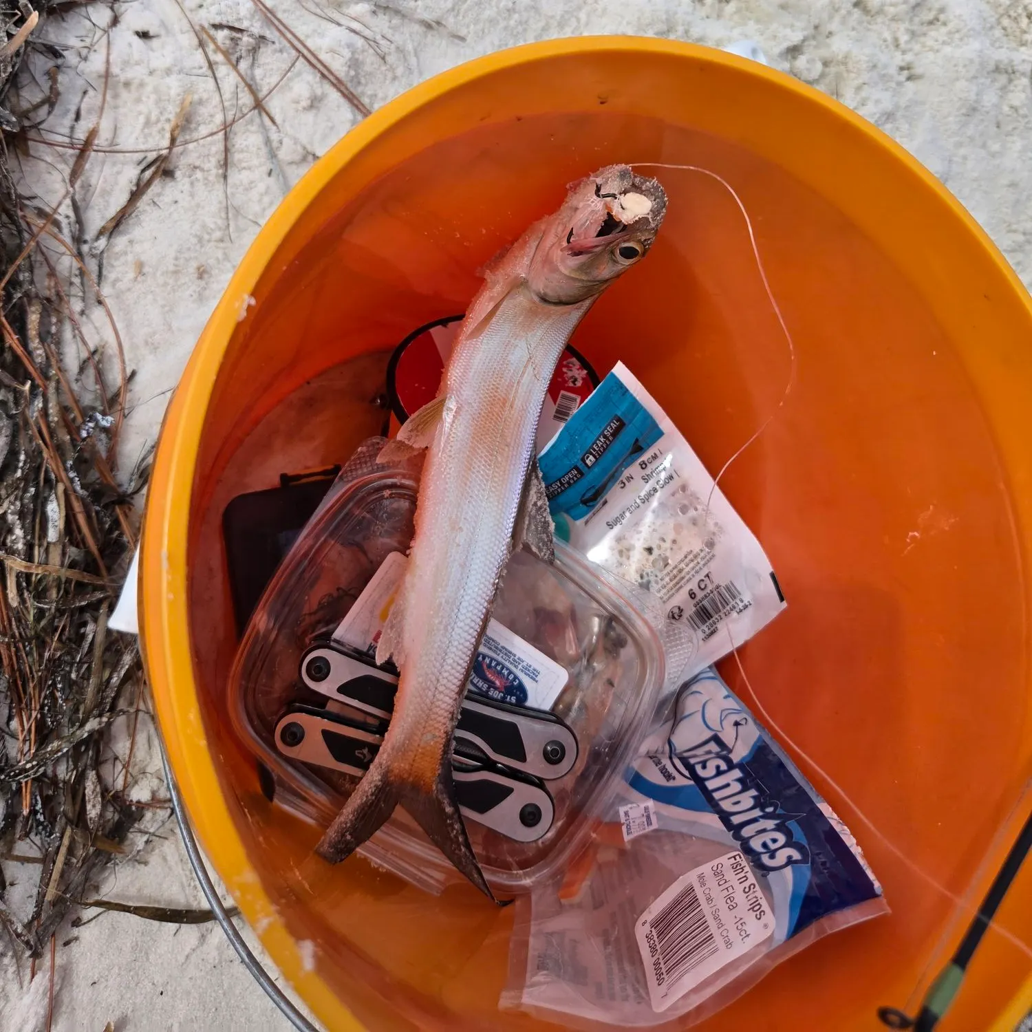 Ladyfish caught on Fishbrain