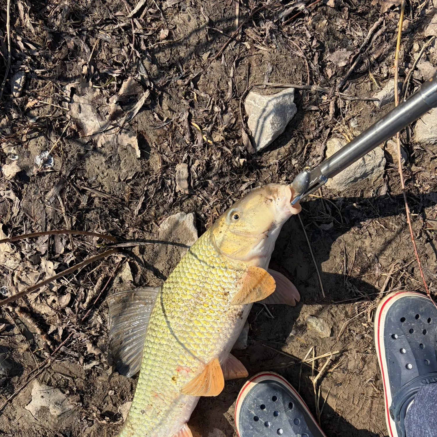 The most recent Silver redhorse catches on Fishbrain