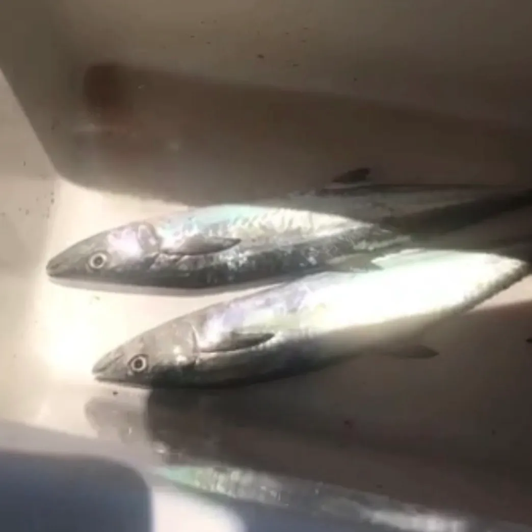 Spanish mackerel caught on Fishbrain