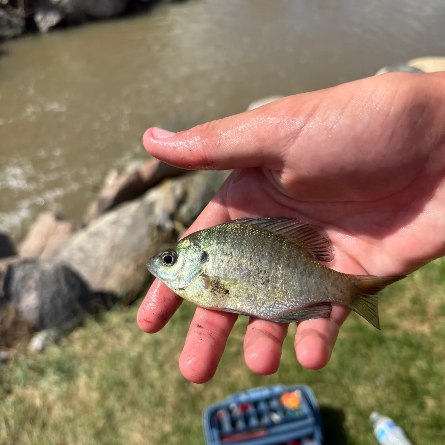 Bluegill caught on Fishbrain