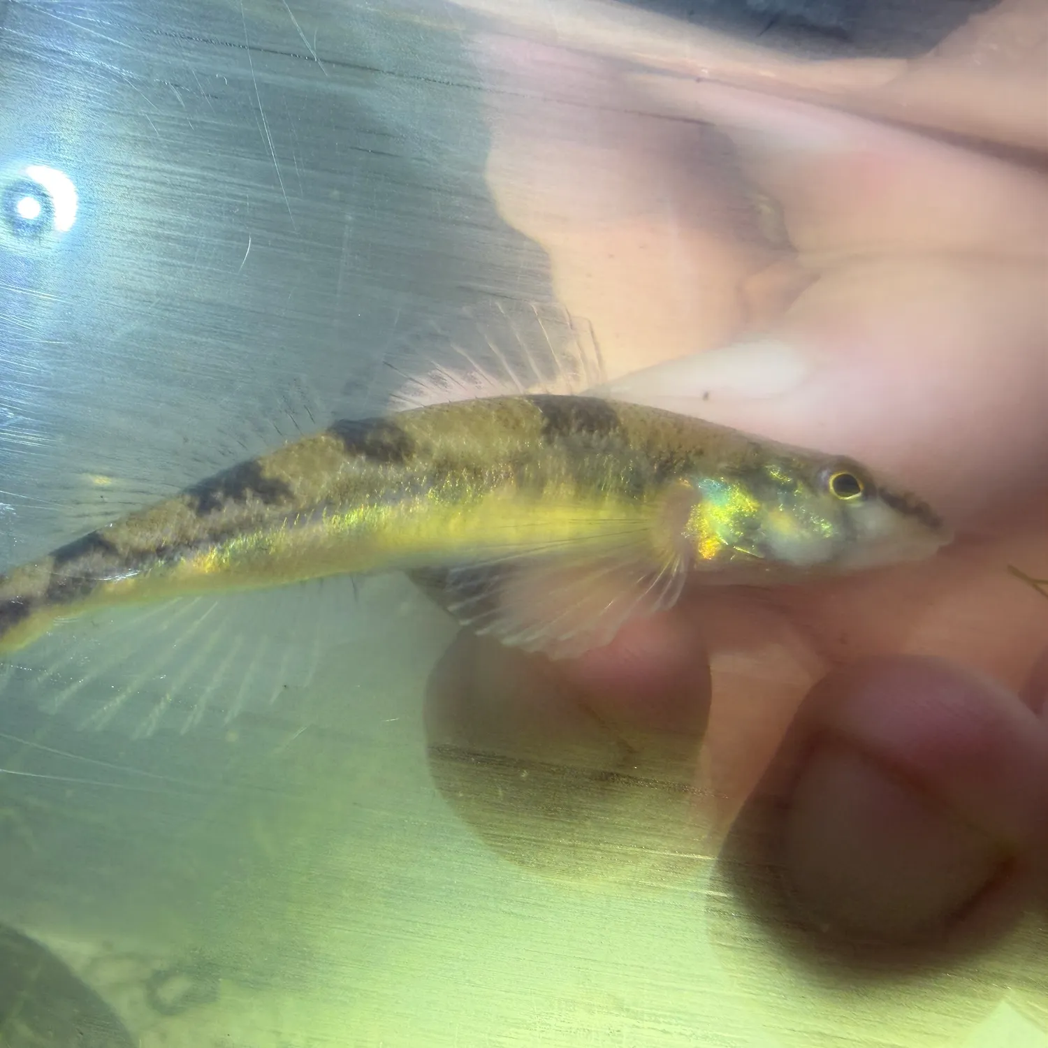 The most recent Saddleback darter catches on Fishbrain