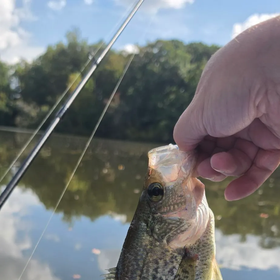 Black crappie caught on Fishbrain