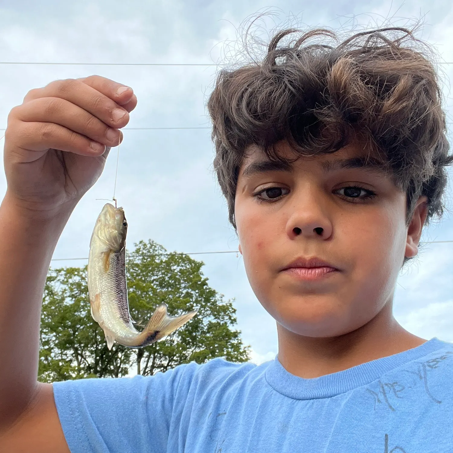 Creek chub caught on Fishbrain