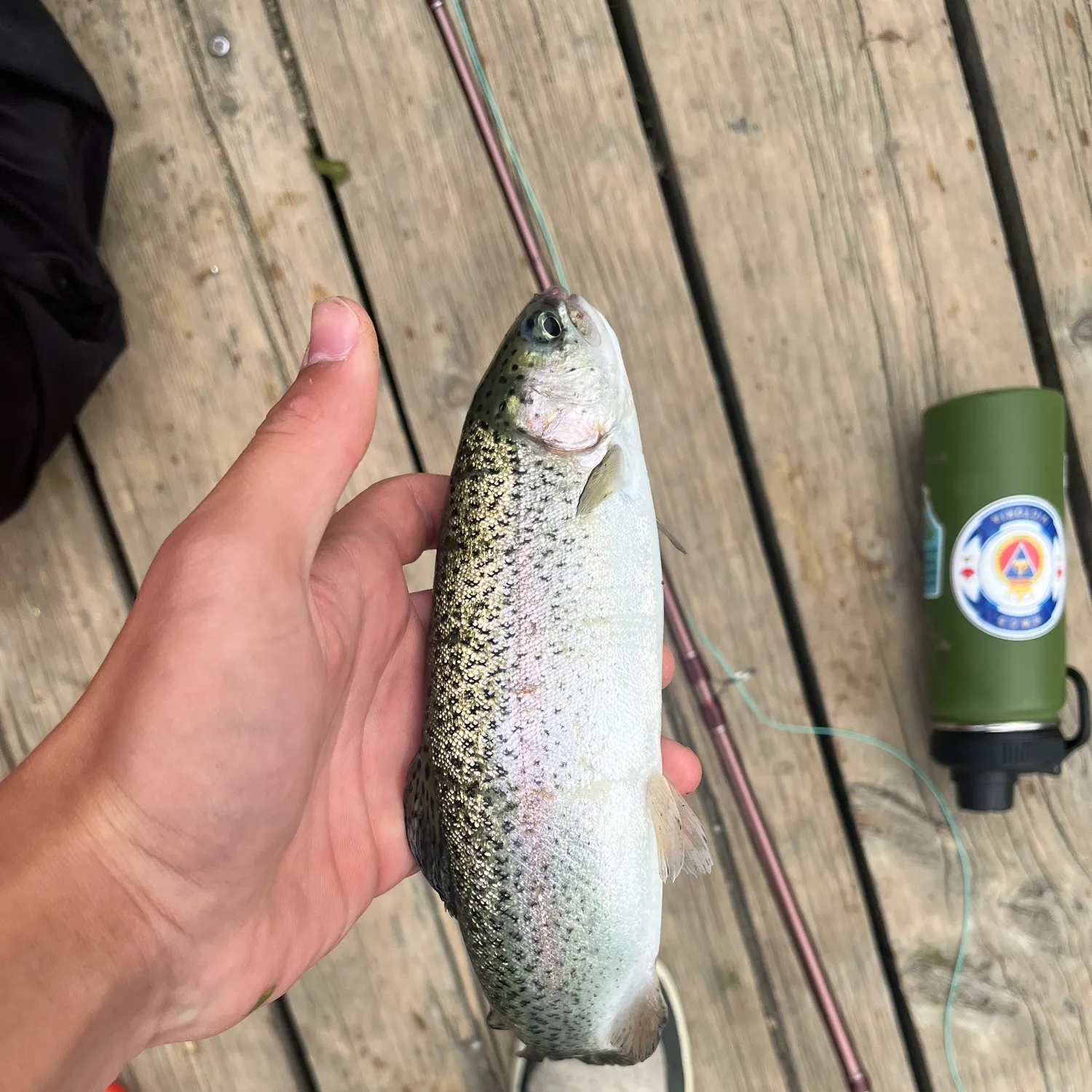 Rainbow trout caught on Fishbrain